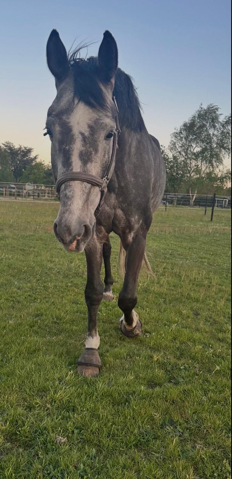 Promising 6-year-old dressage gelding