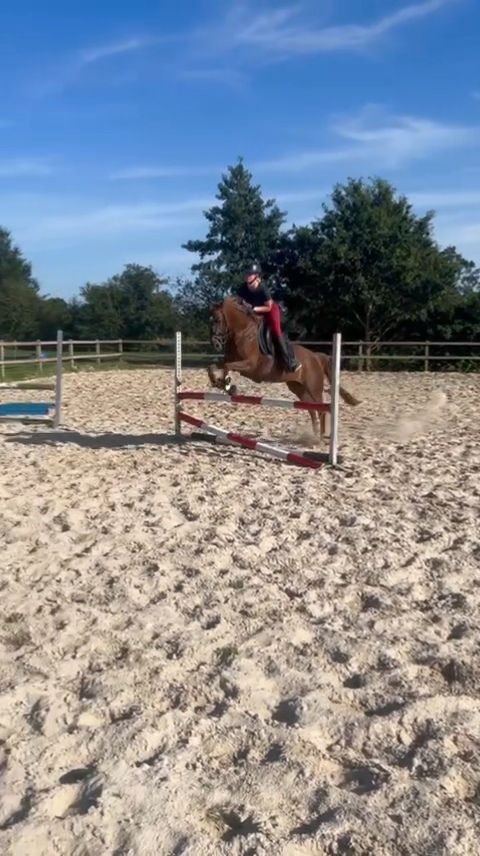 welsh allround-pony merrie 7 år vos till salu - Foto 5