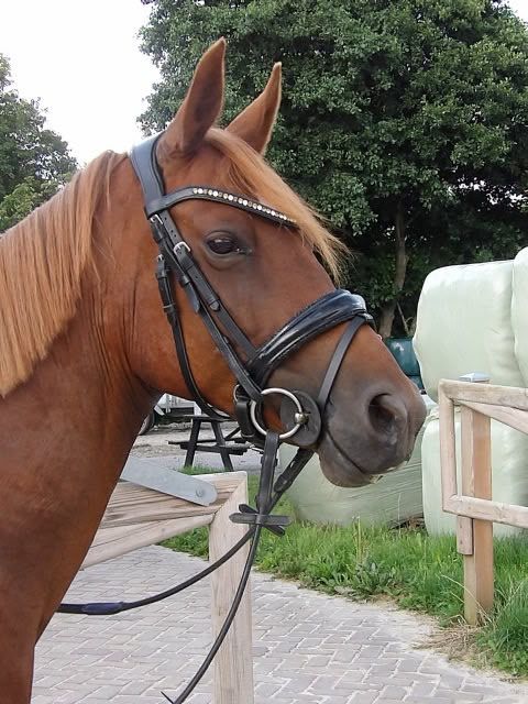 welsh allround-pony merrie 7 år vos till salu - Foto 3