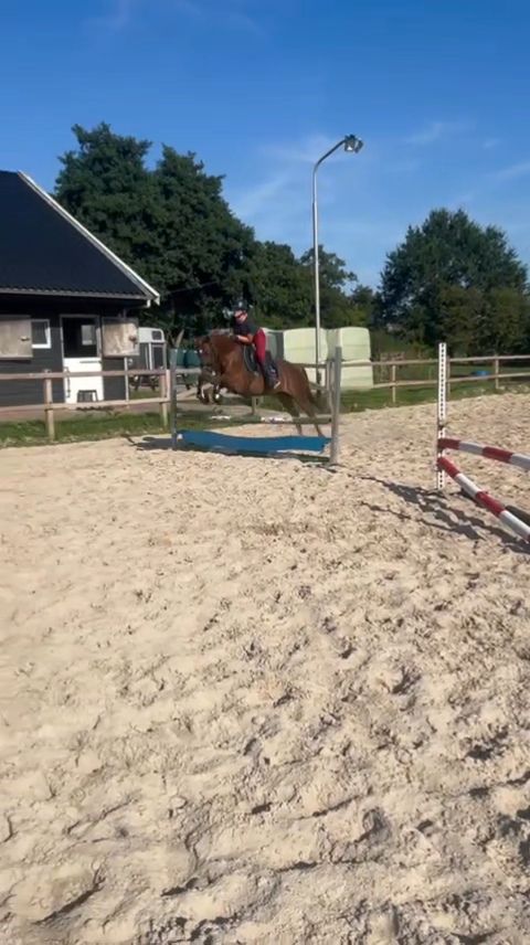 welsh allround-pony merrie 7 år vos till salu - Foto 2