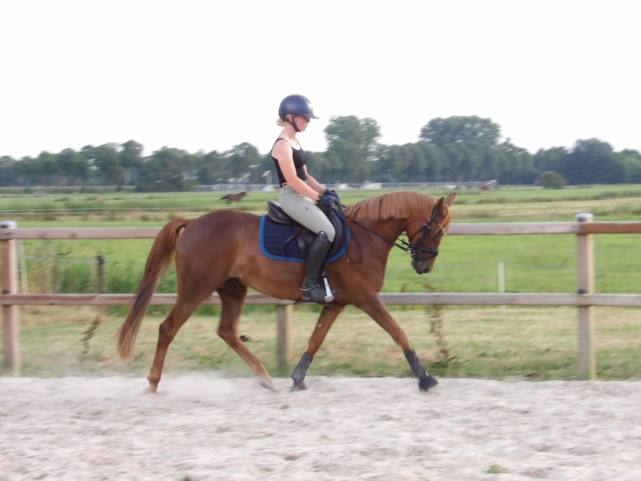 welsh allround-pony merrie 7 år vos till salu - Foto 4