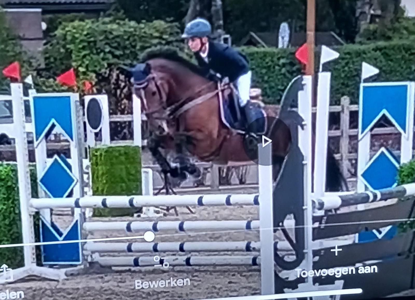 springpony ruin 19 år donkerbruin till salu - Foto 2