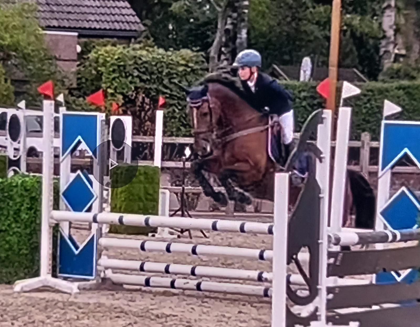 springpony ruin 19 år donkerbruin till salu - Foto 4