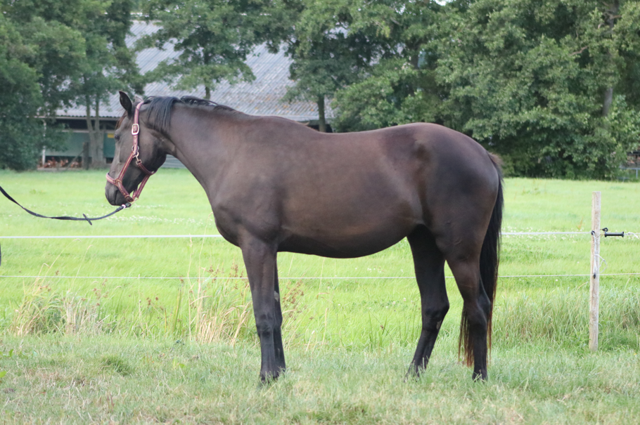 kwpn dressuurpaard merrie 2 years old donkerbruin for sale - Photo 2