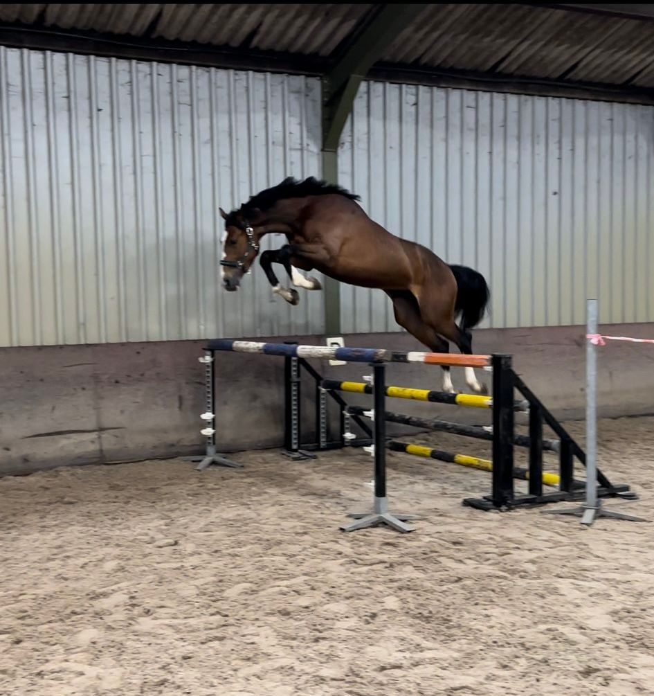 kwpn springpaard ruin 5 anos bruin à venda - Foto 4