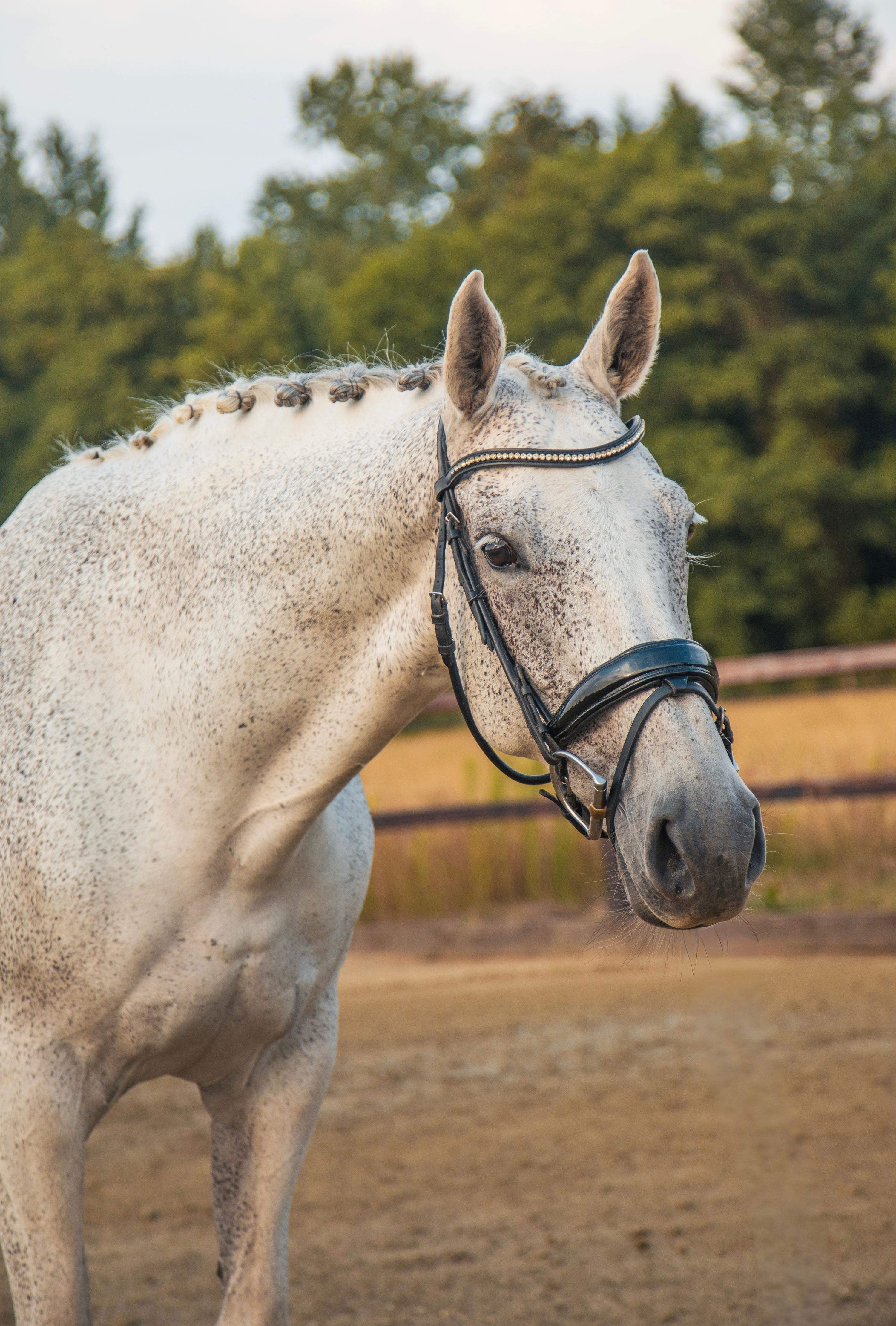 kwpn dressuurpaard merrie 10 jaar schimmel te koop - Foto 2