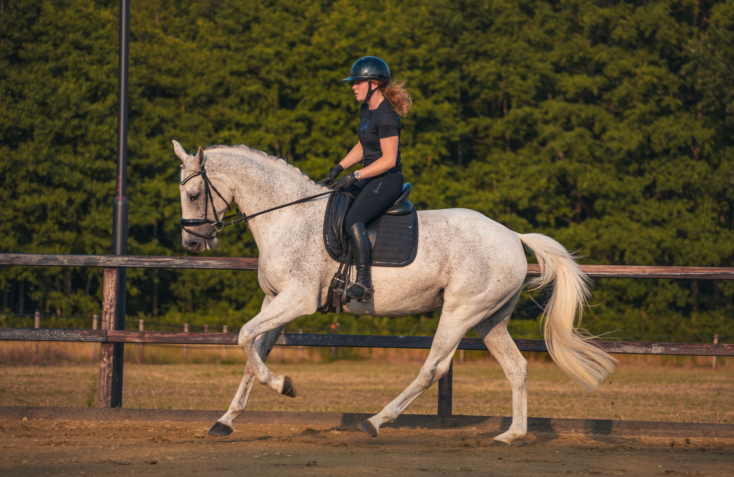 kwpn dressuurpaard merrie 10 jaar schimmel te koop - Foto 3