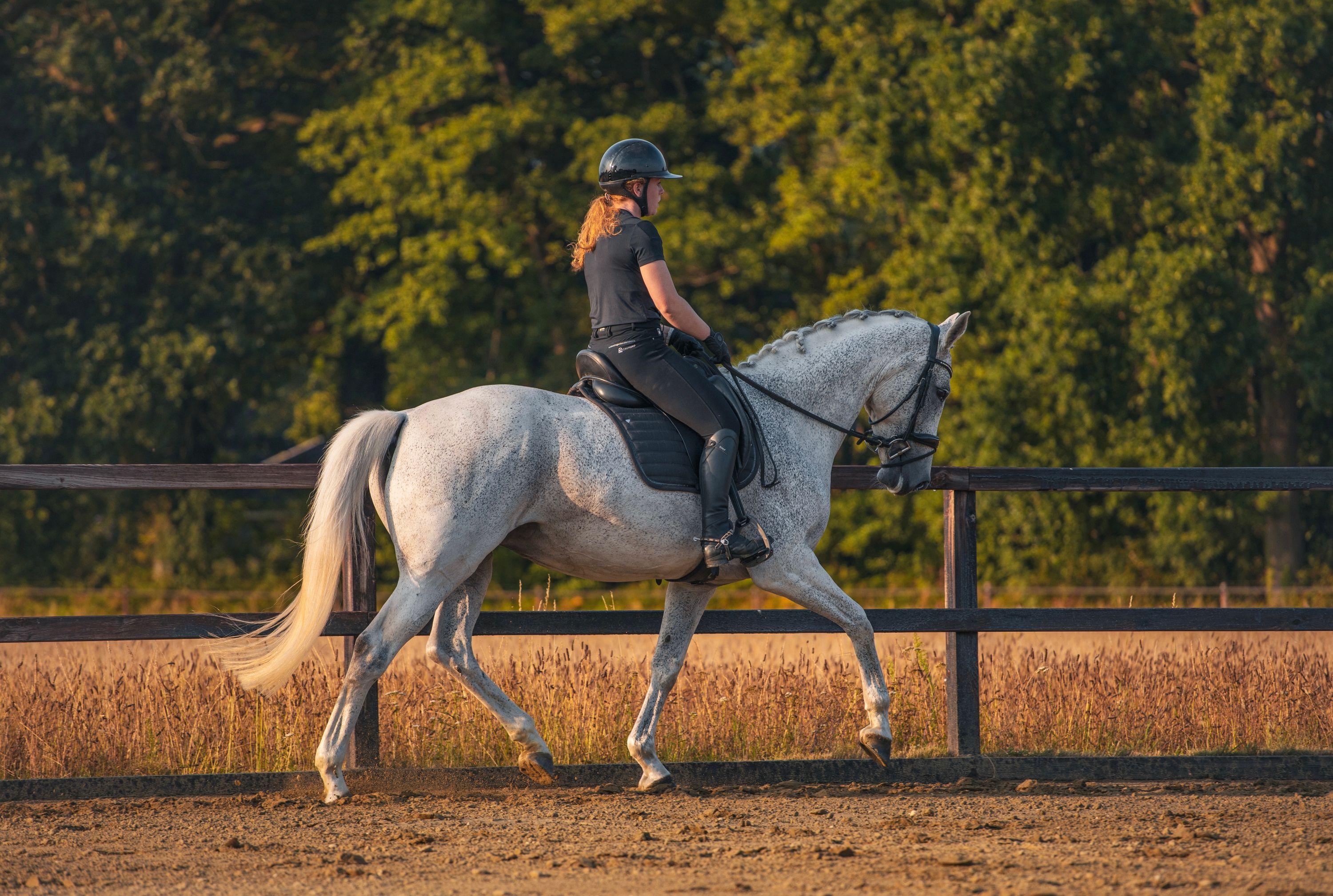 kwpn dressuurpaard merrie 10 jaar schimmel te koop - Foto 4