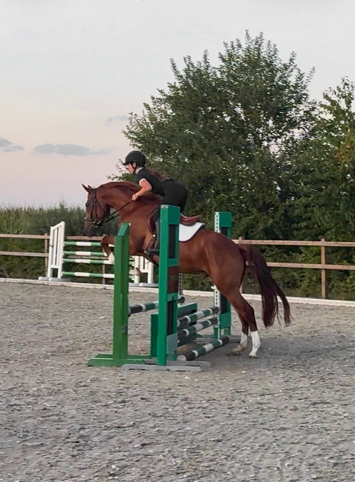 bwp allround-pony ruin 4 år vos till salu - Foto 3
