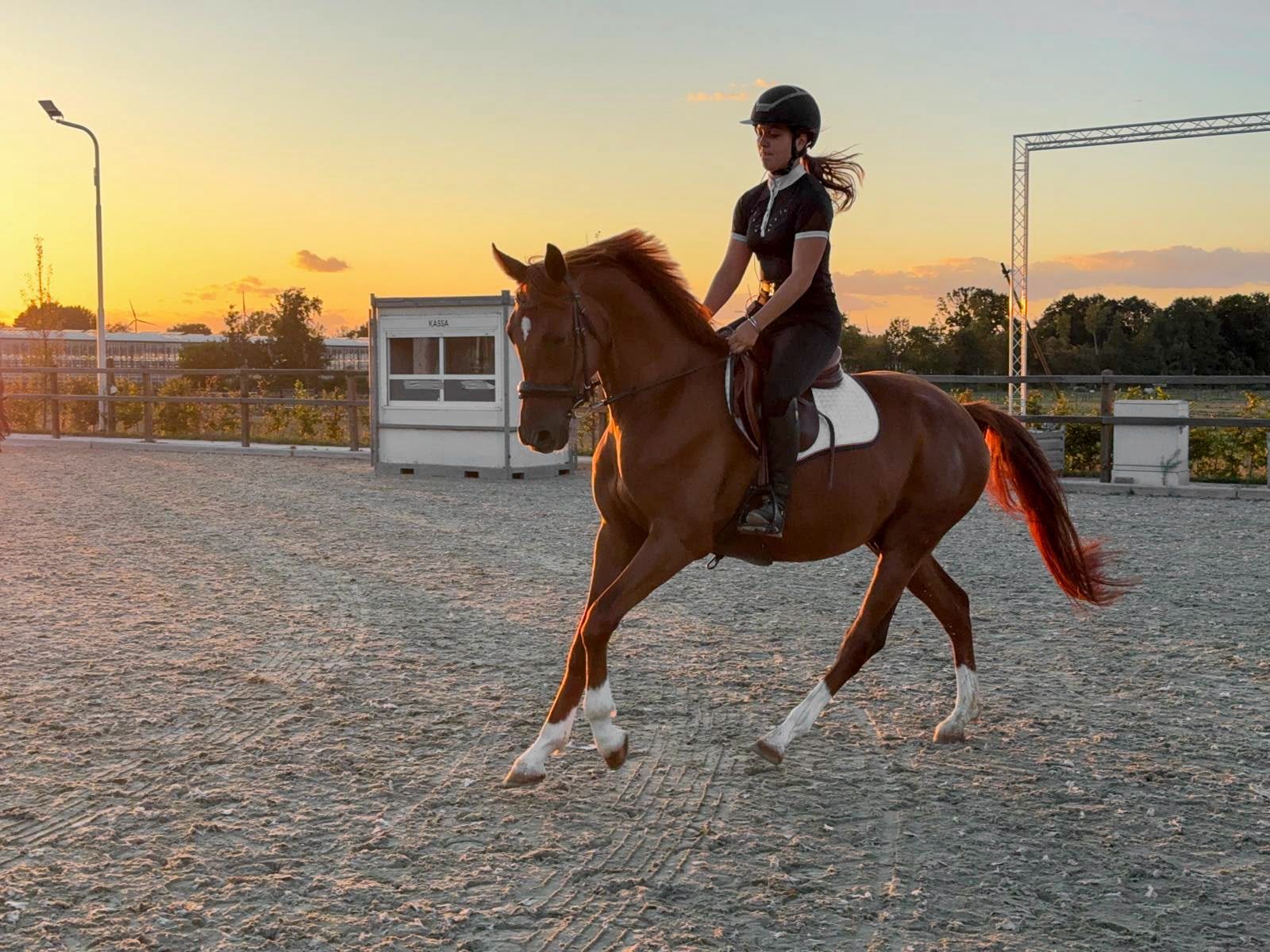Lieber 'Nachwuchsstramm' zu verkaufen, pferdegezogenes E-Pony aus sportreicher Linie