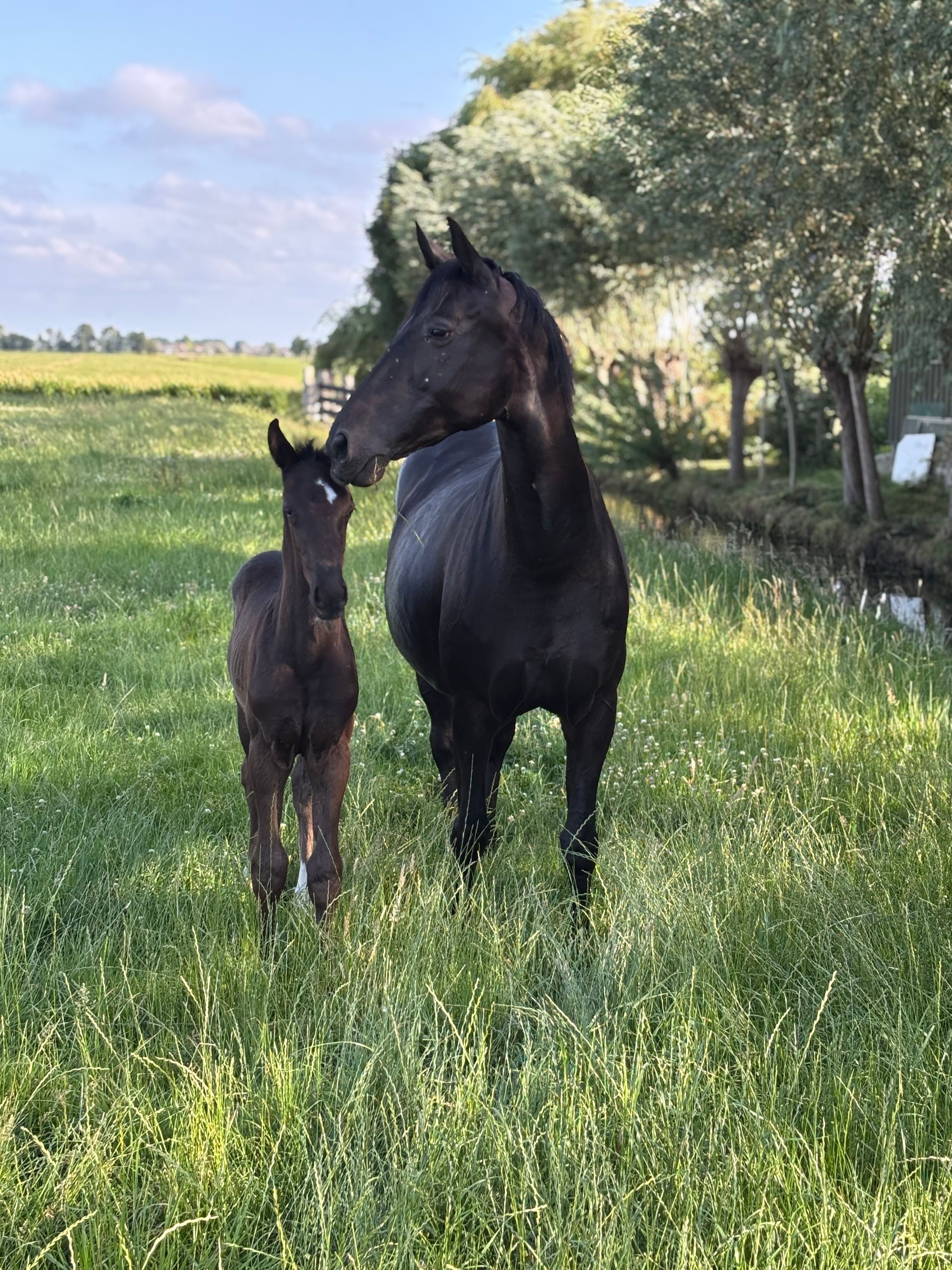 kwpn dressuurpaard hengst 1 jaar zwart te koop - Foto 4