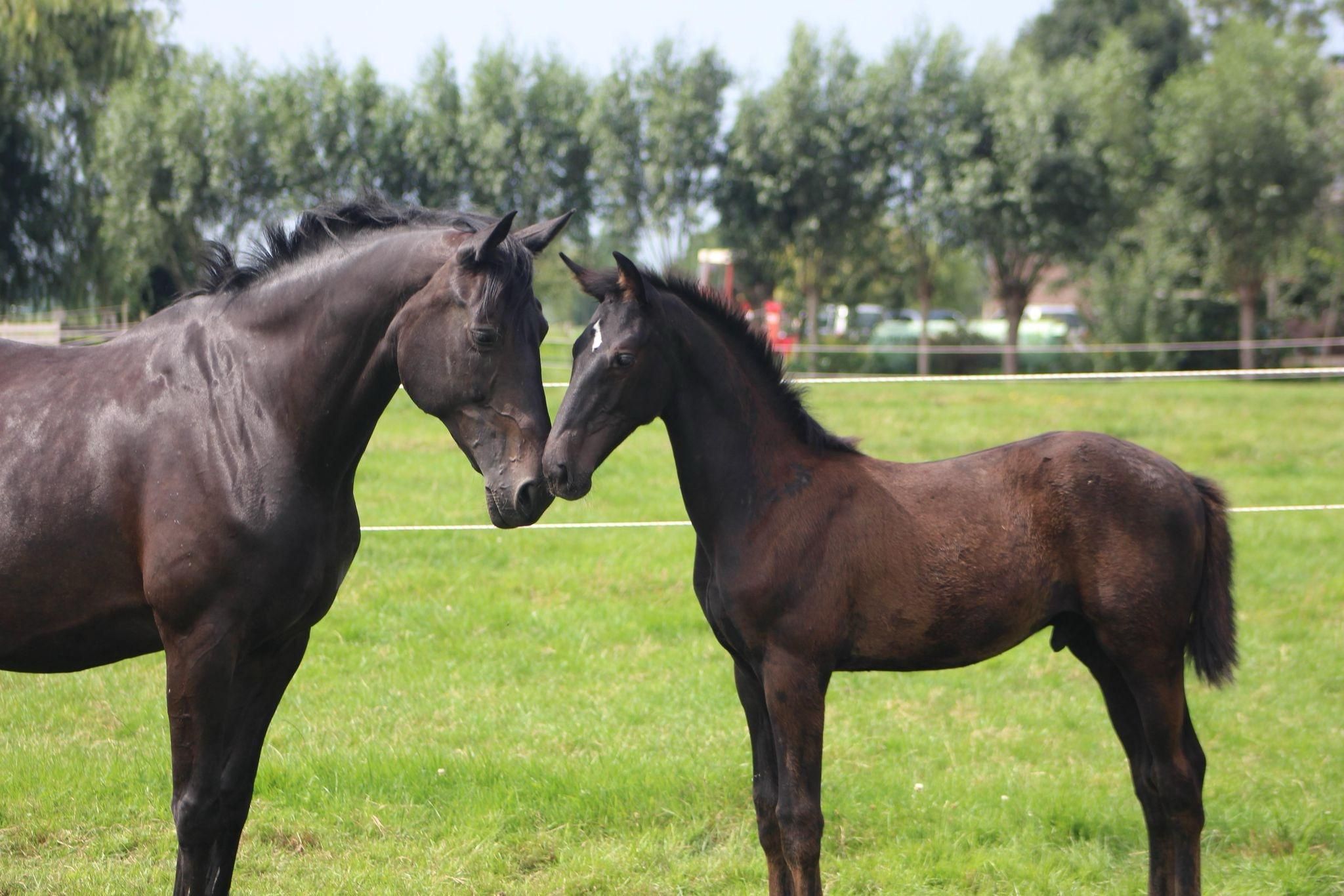 kwpn dressuurpaard hengst 1 jaar zwart te koop - Foto 3