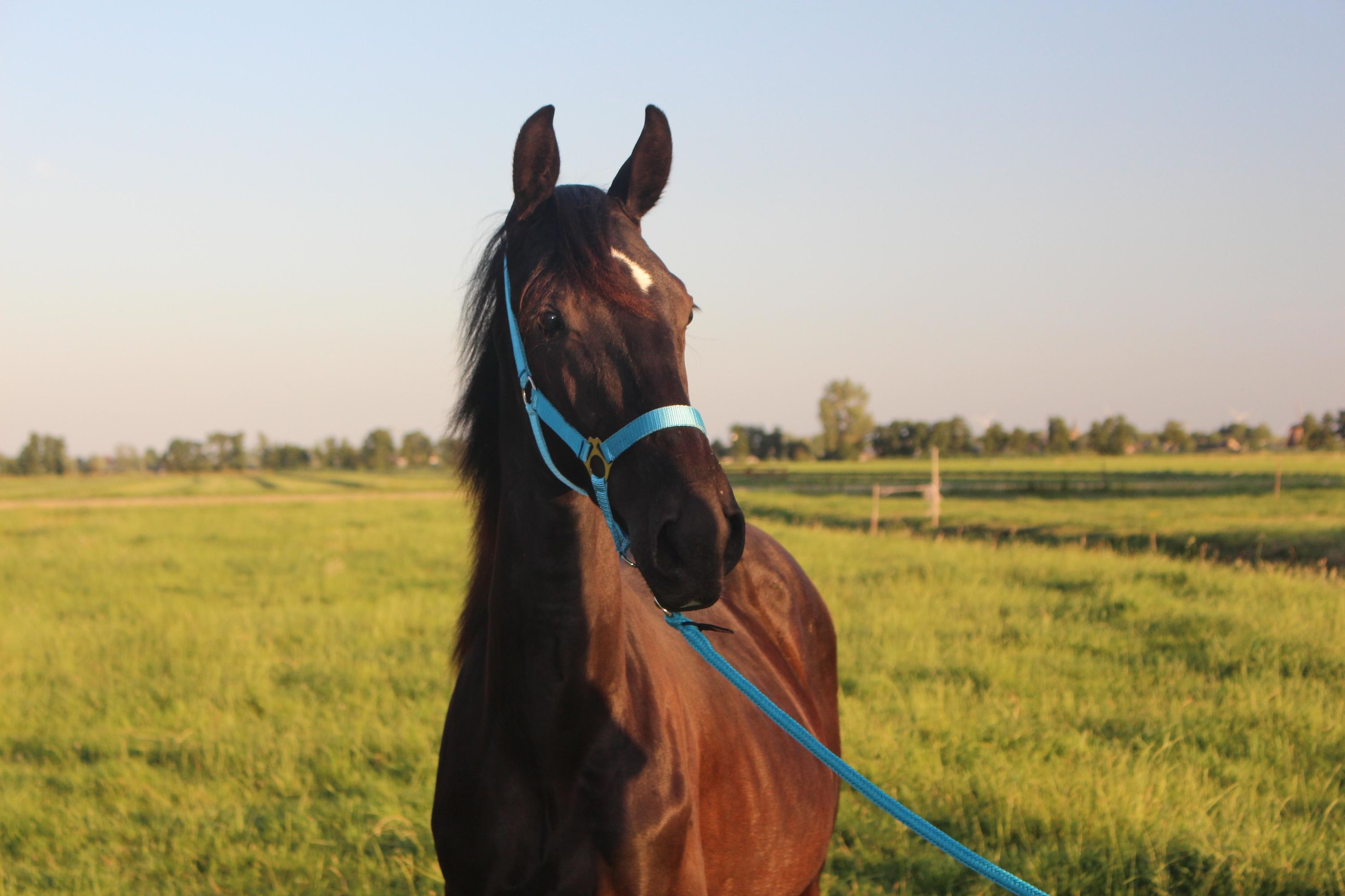 kwpn dressuurpaard hengst 1 jaar zwart te koop - Foto 2