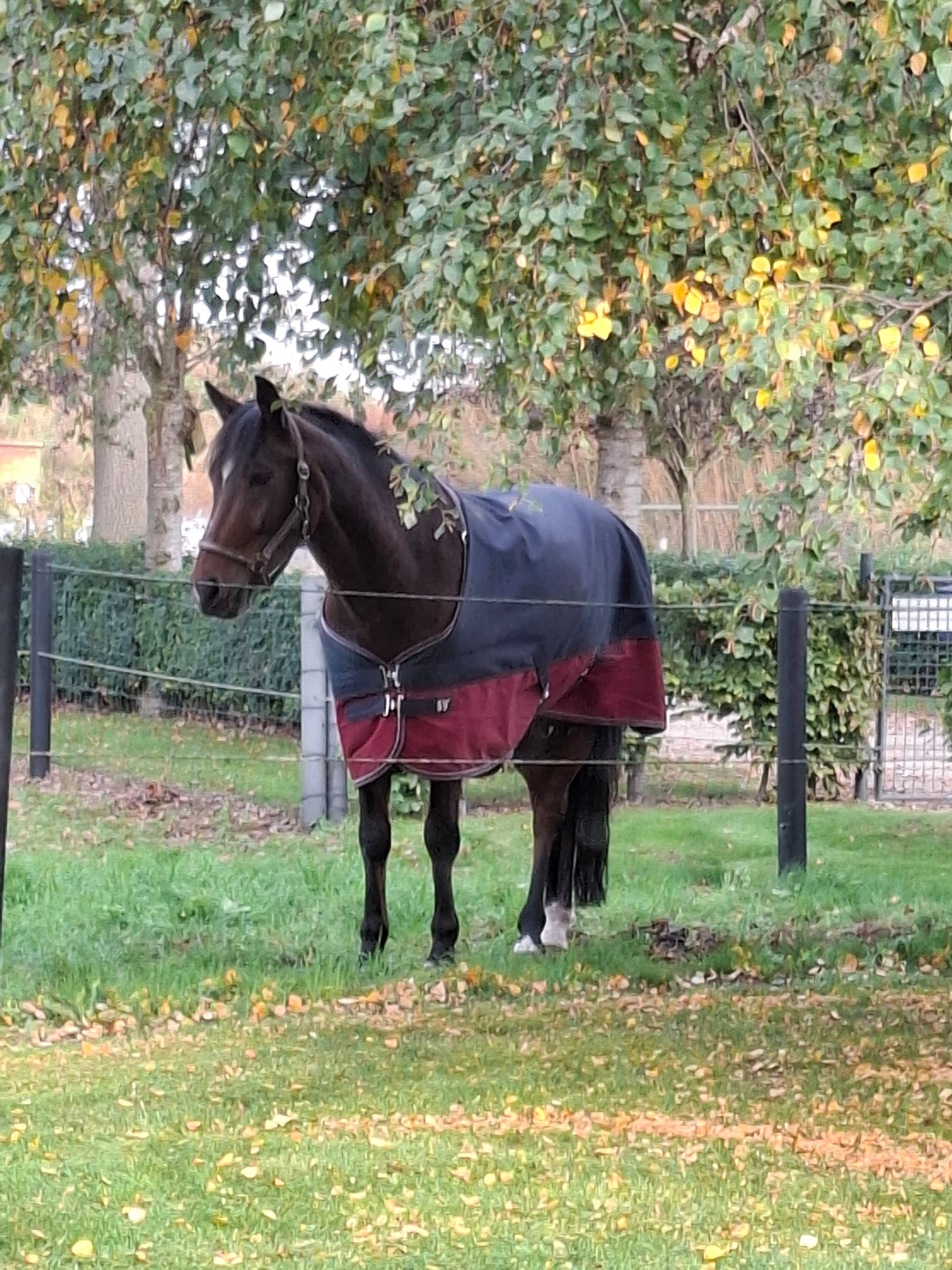 new-forest springpony ruin 9 years old bruin for sale - Photo 2