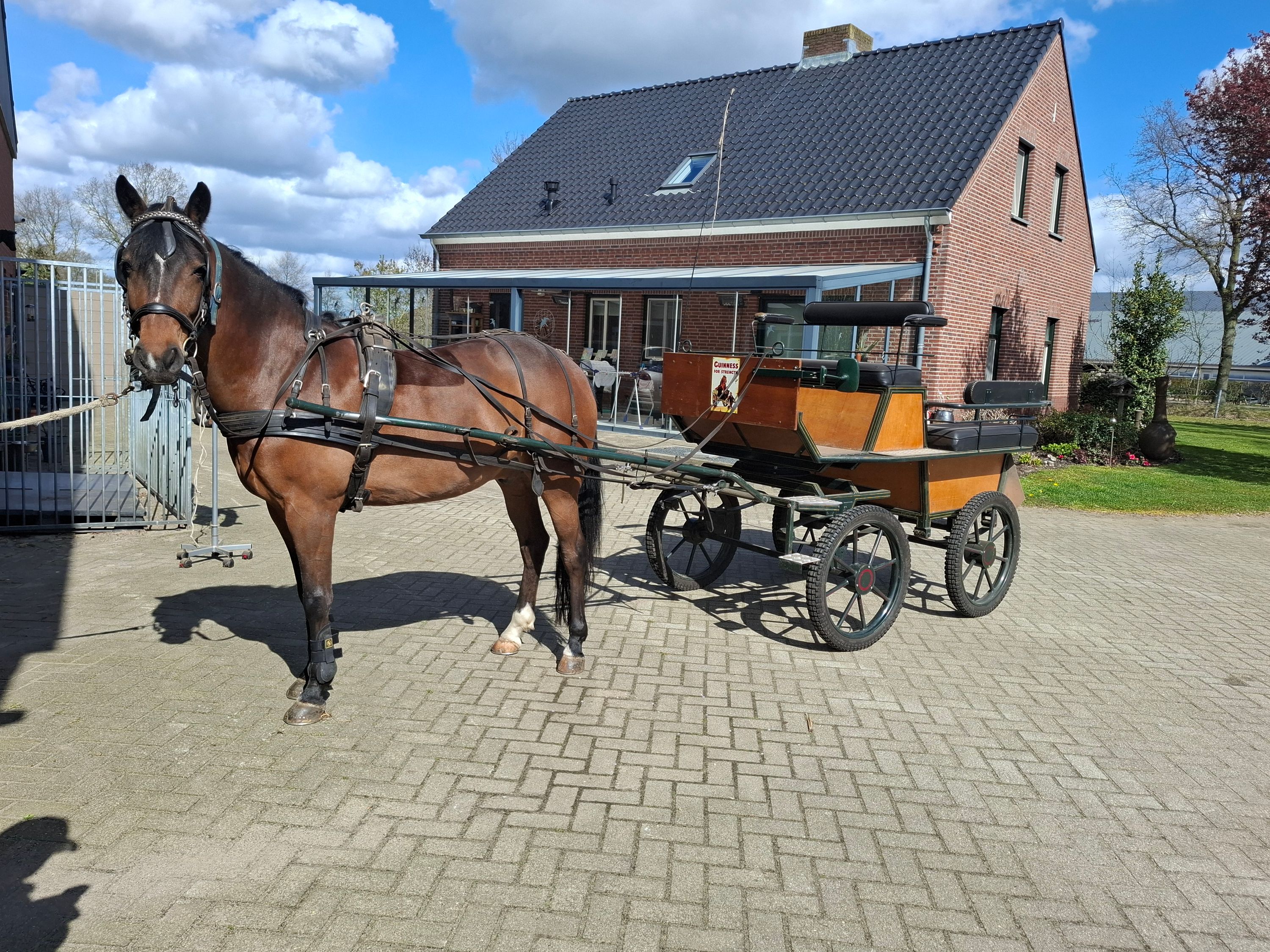 new-forest springpony ruin 9 years old bruin for sale - Photo 3