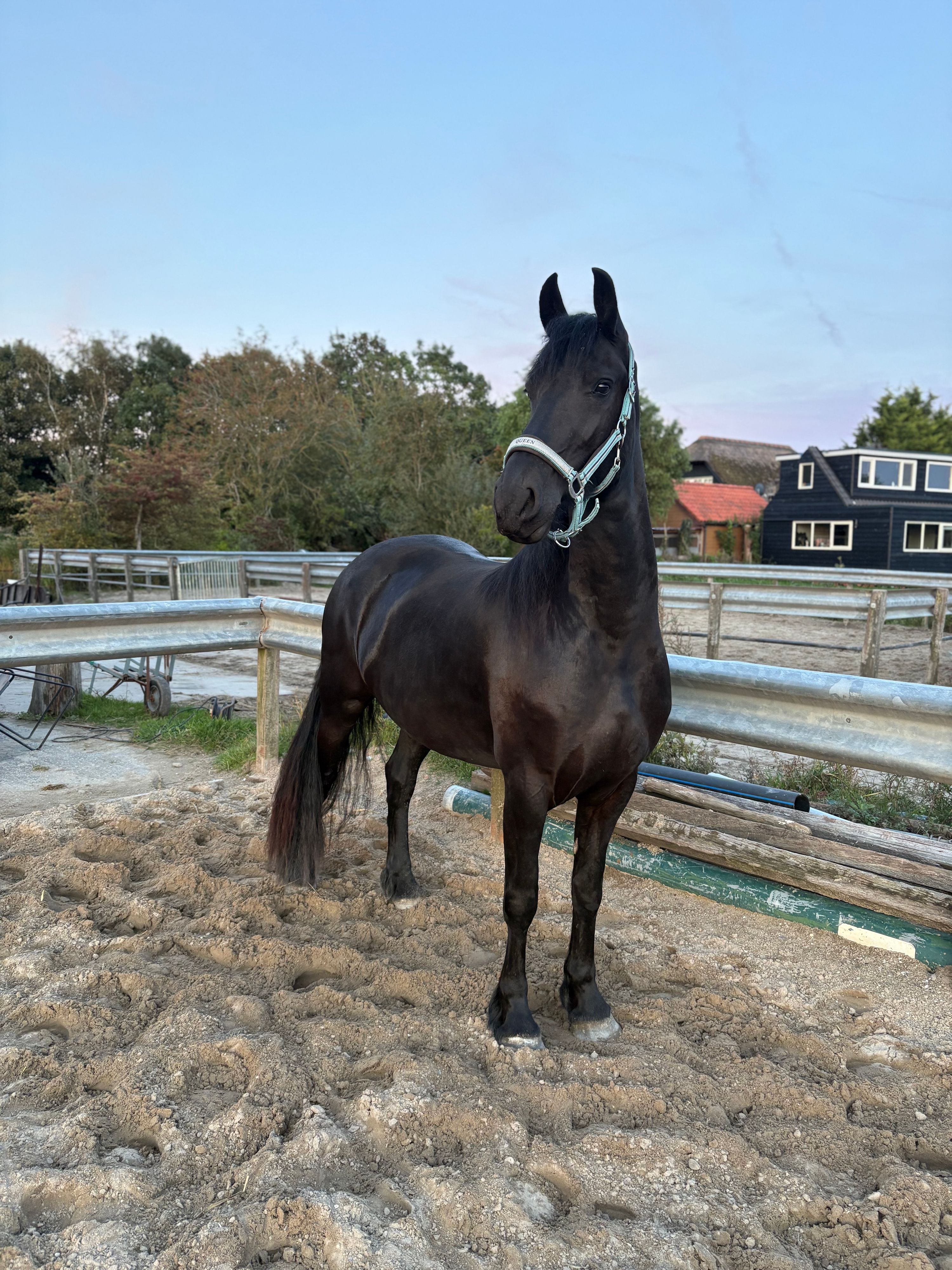 fries merrie 4 år zwart til salg - Foto 2