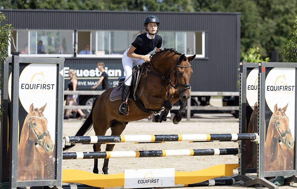 Betrouwbare allround 9-jarige New Forest ruin (D-pony)