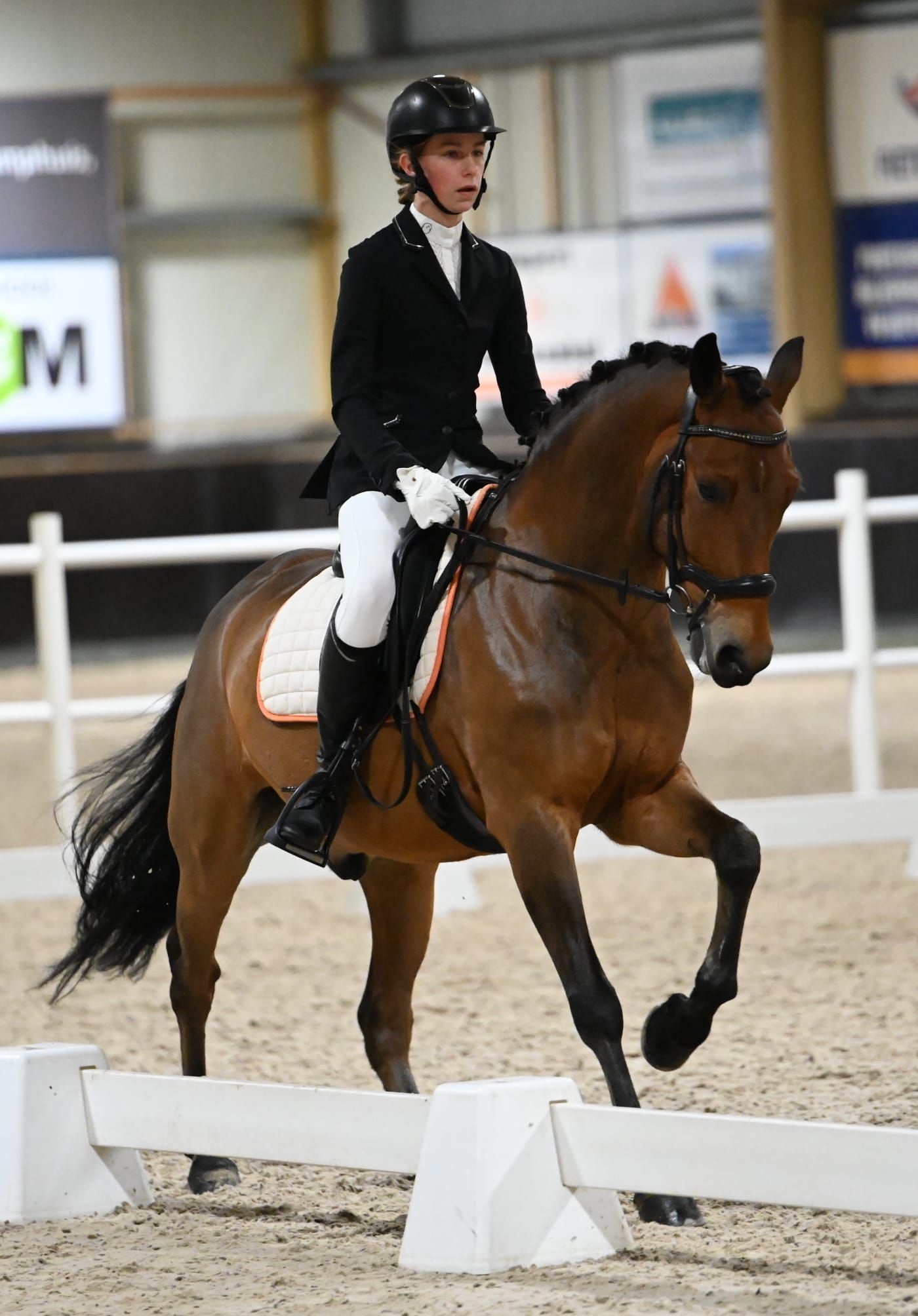 new-forest allround-pony ruin 9 jaar bruin te koop - Foto 2