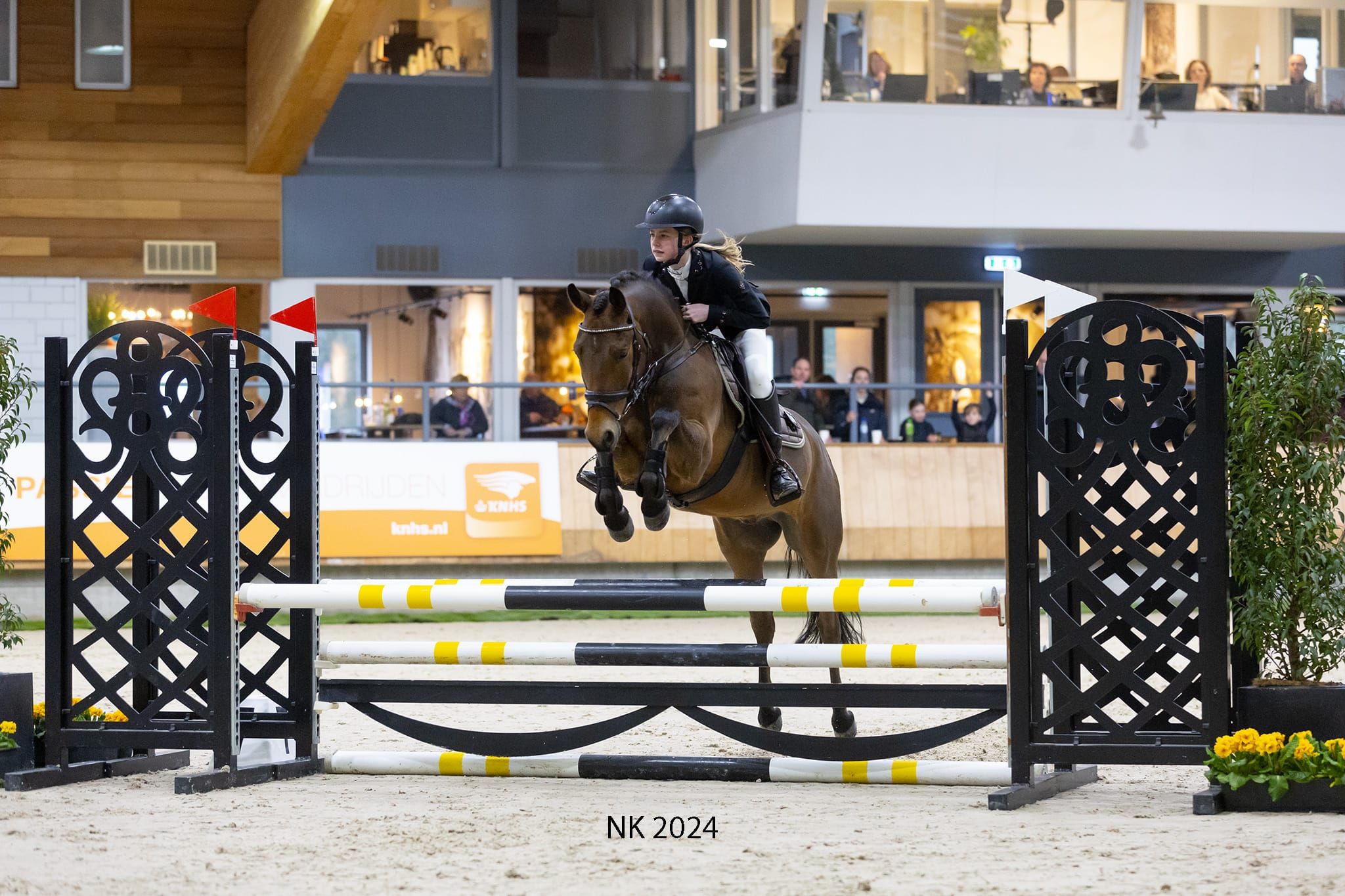 new-forest allround-pony ruin 9 jaar bruin te koop - Foto 3