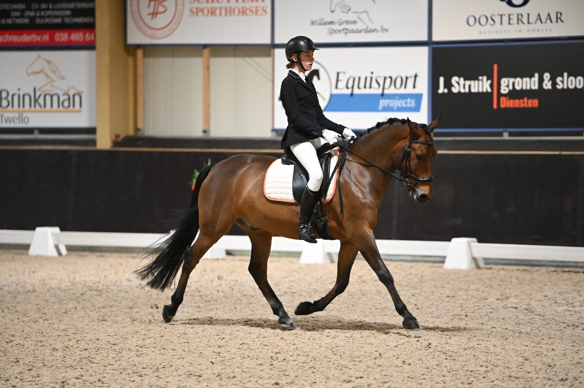 new-forest allround-pony ruin 9 jaar bruin te koop - Foto 4
