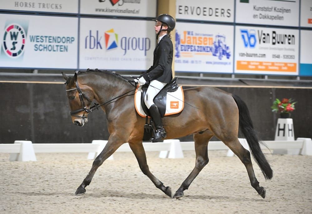 new-forest allround-pony ruin 9 jaar bruin te koop - Foto 6