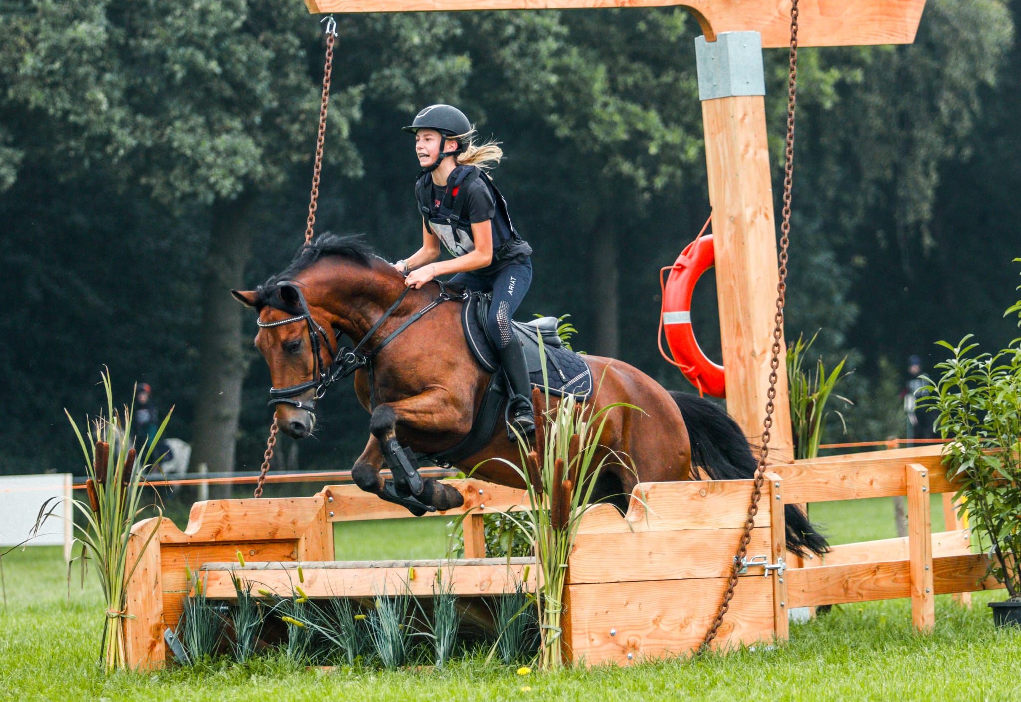 new-forest allround-pony ruin 9 jaar bruin te koop - Foto 5