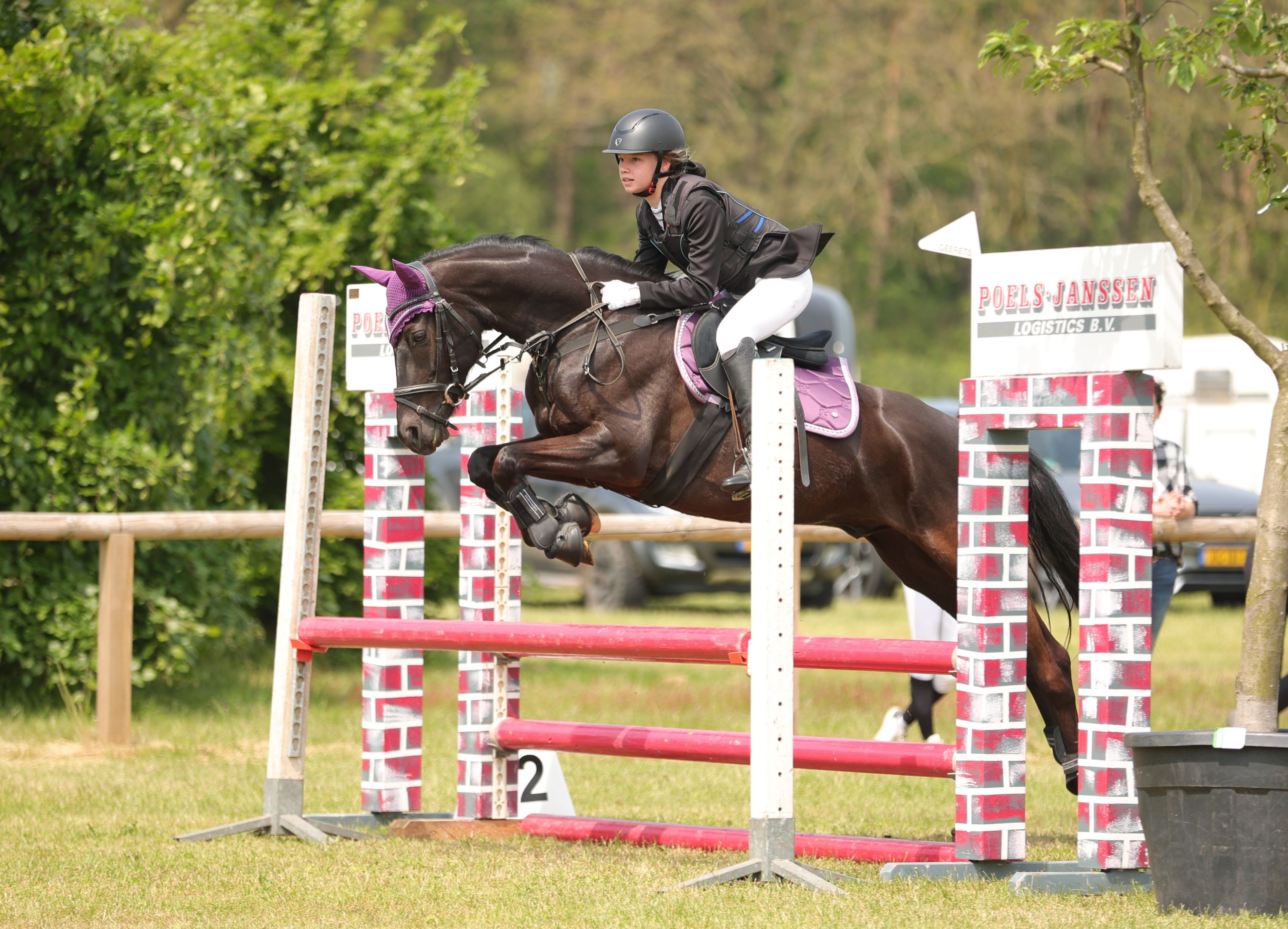 Knappe allrounder D pony Welsh 10 jaar