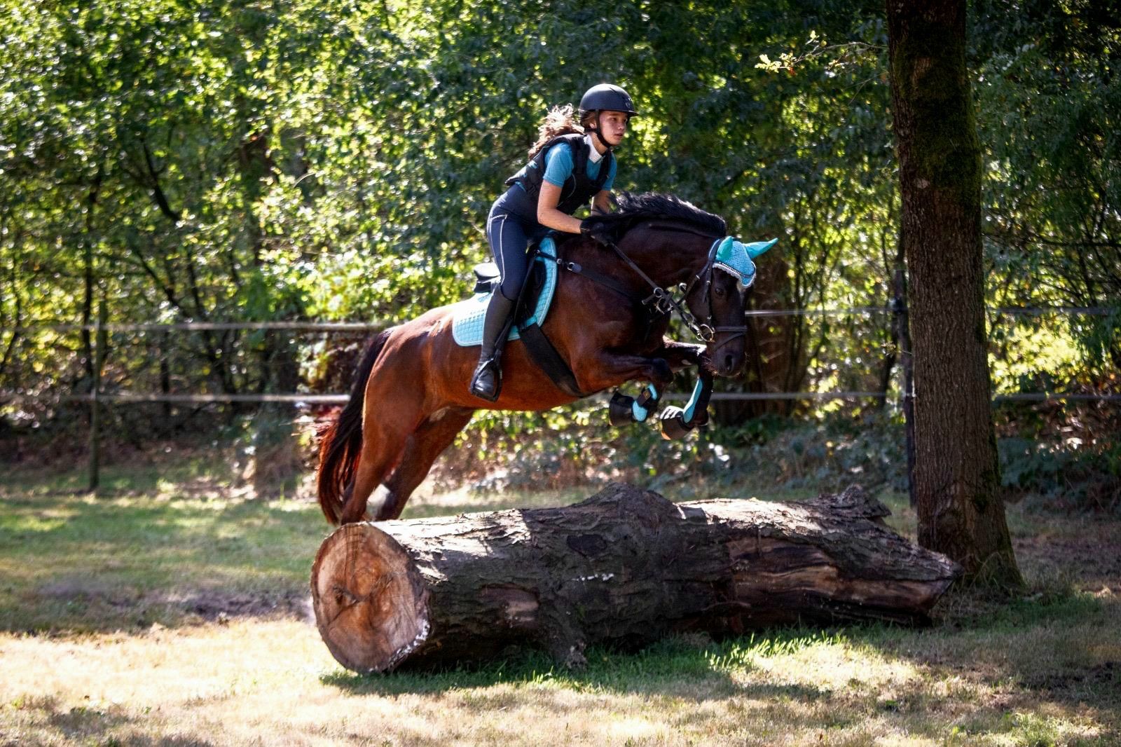 welsh allround-pony ruin 10 jaar zwart te koop - Foto 3