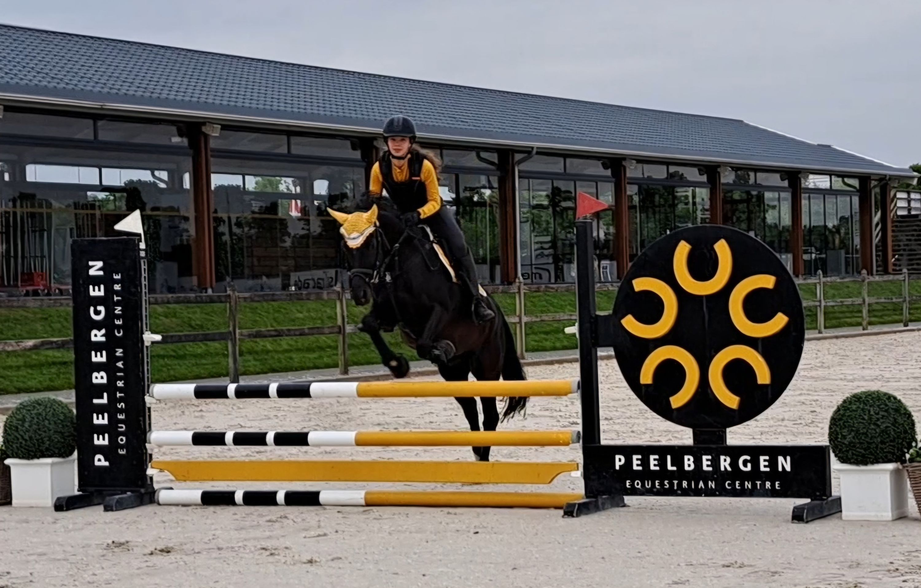 welsh allround-pony ruin 10 jaar zwart te koop - Foto 6