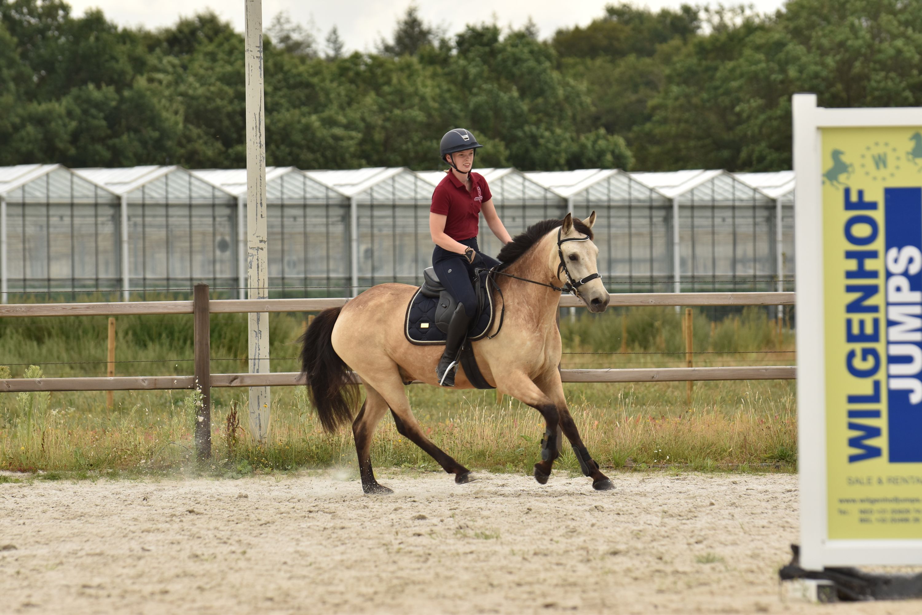 Sweet, honest Connemara dun pony!