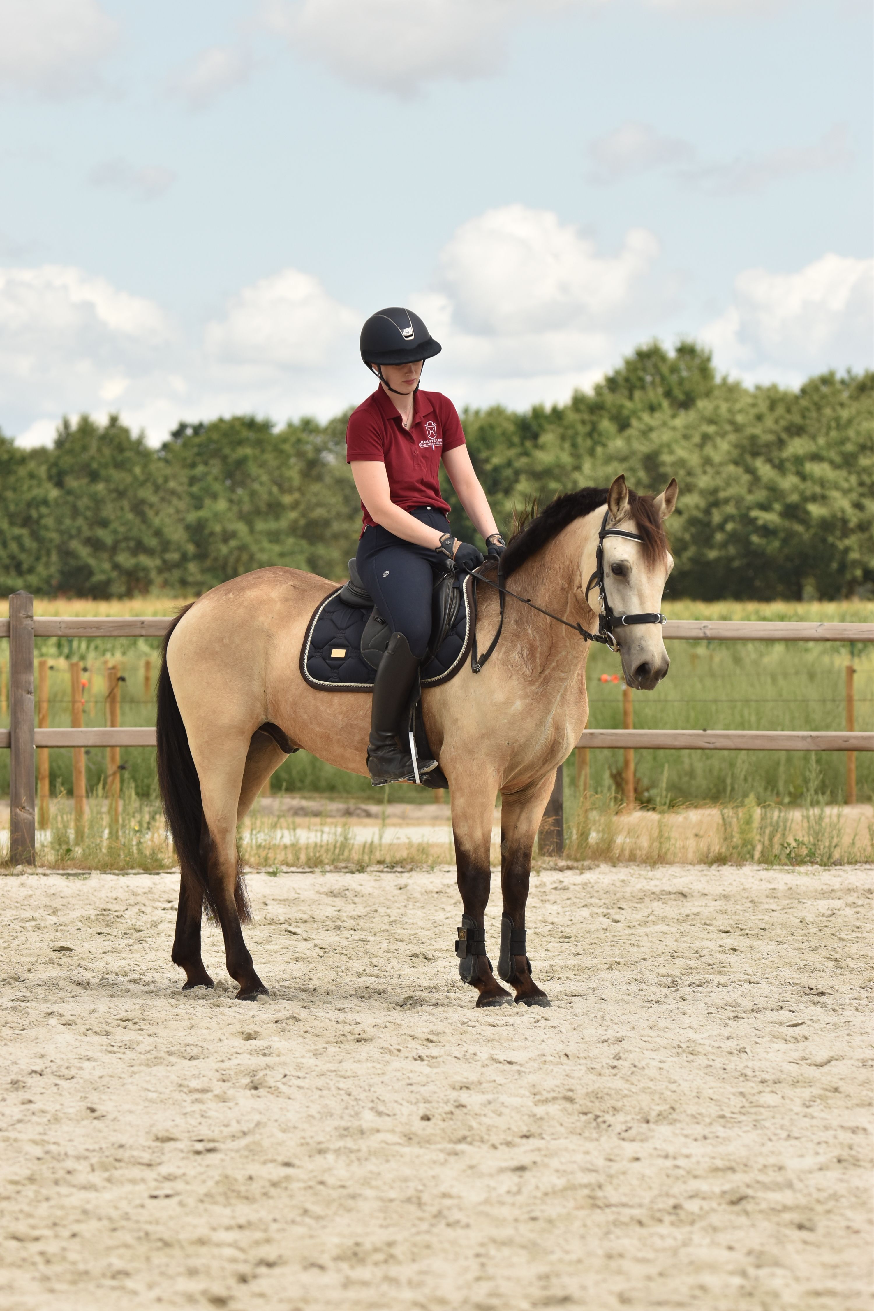 connemara allround-pony ruin 3 years old andere-kleur for sale - Photo 3