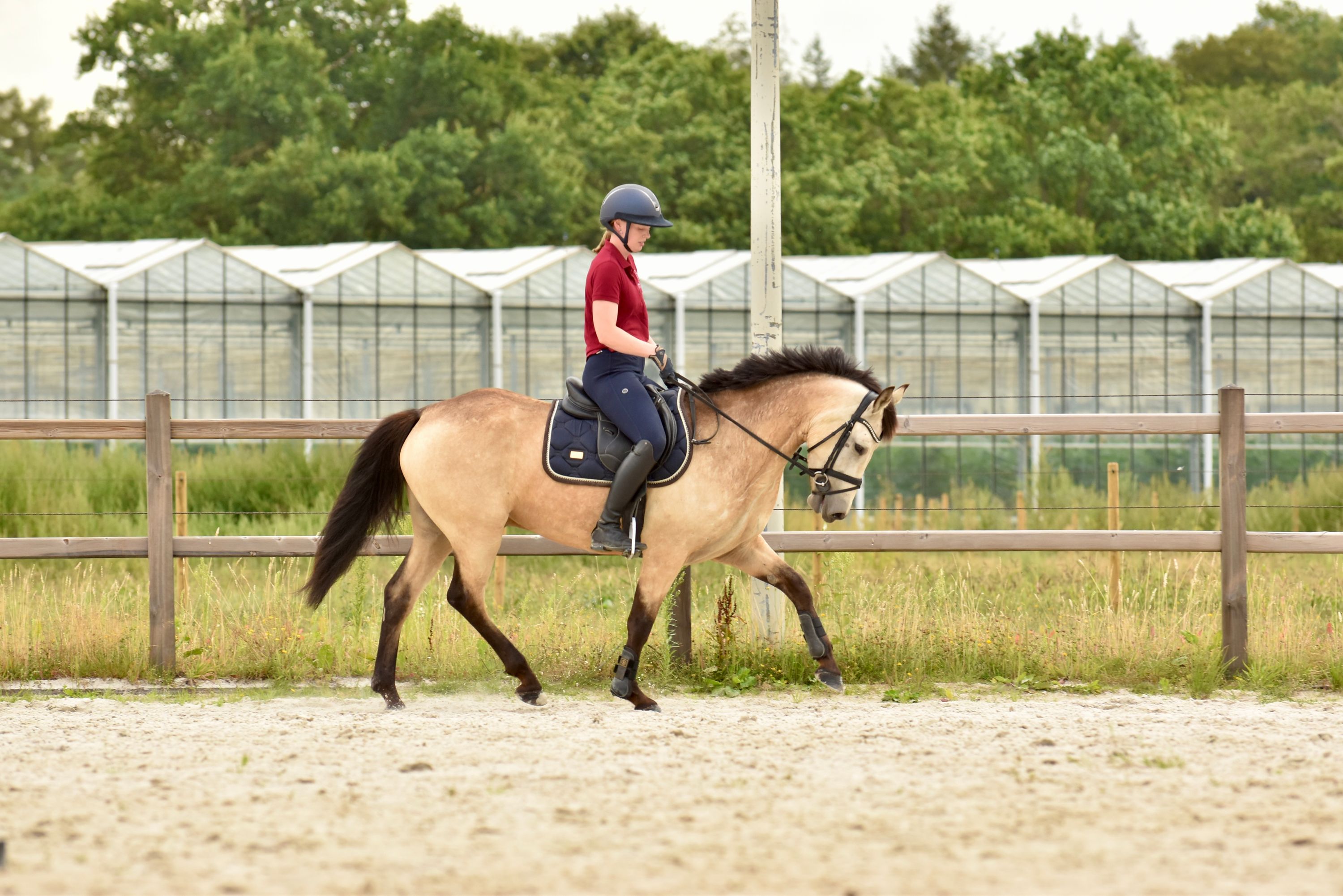 connemara allround-pony ruin 3 years old andere-kleur for sale - Photo 2