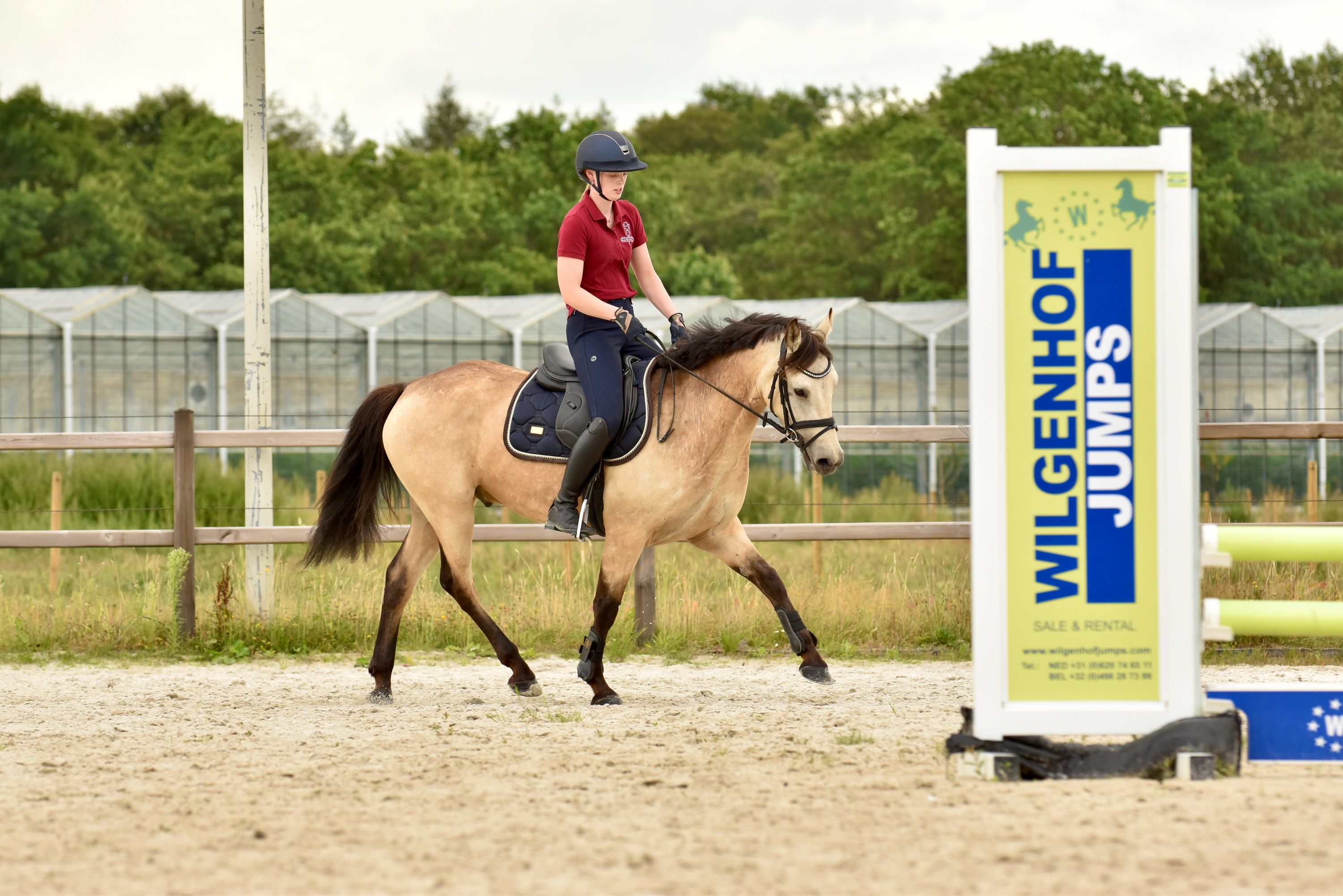 connemara allround-pony ruin 3 years old andere-kleur for sale - Photo 4