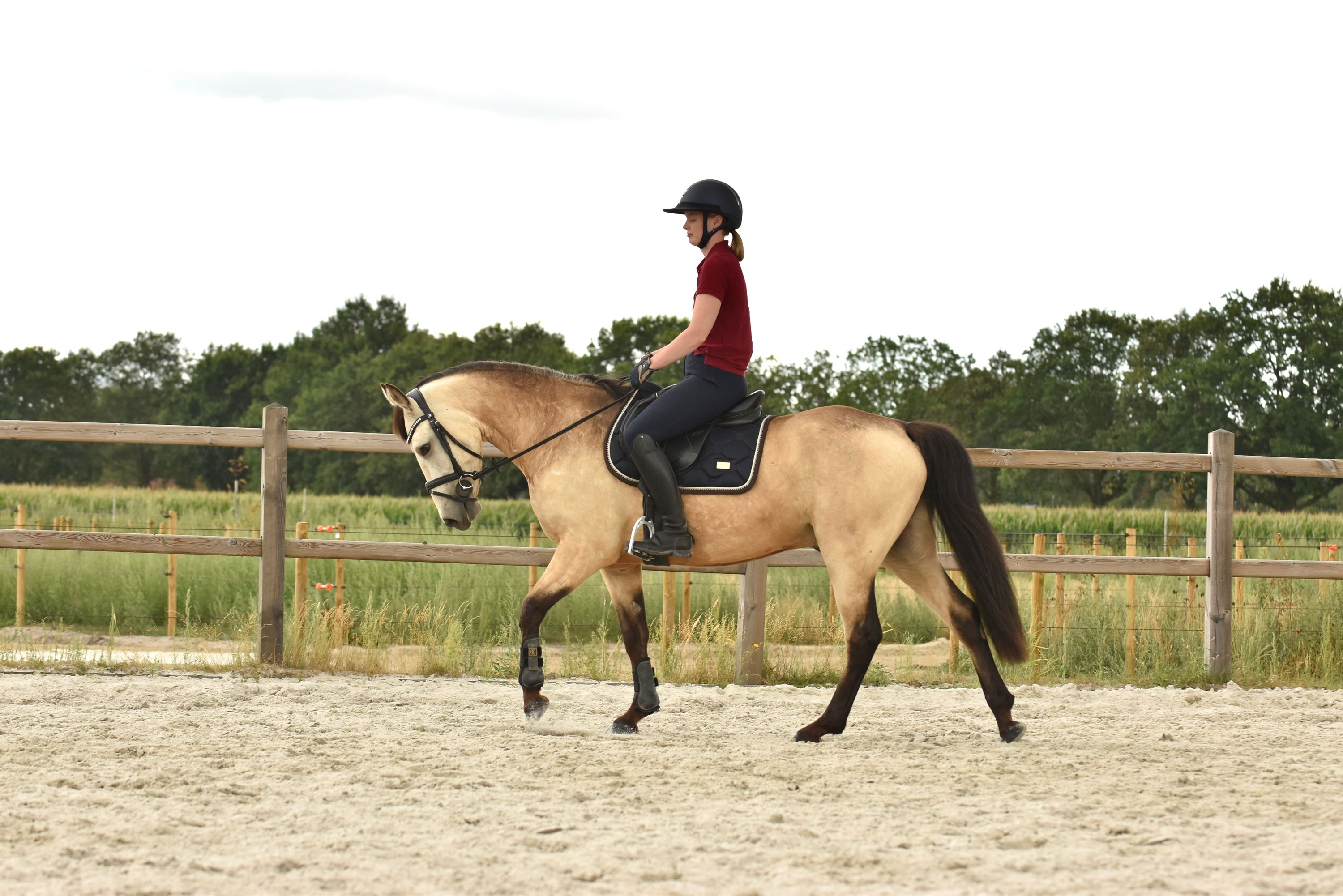 connemara allround-pony ruin 3 years old andere-kleur for sale - Photo 5