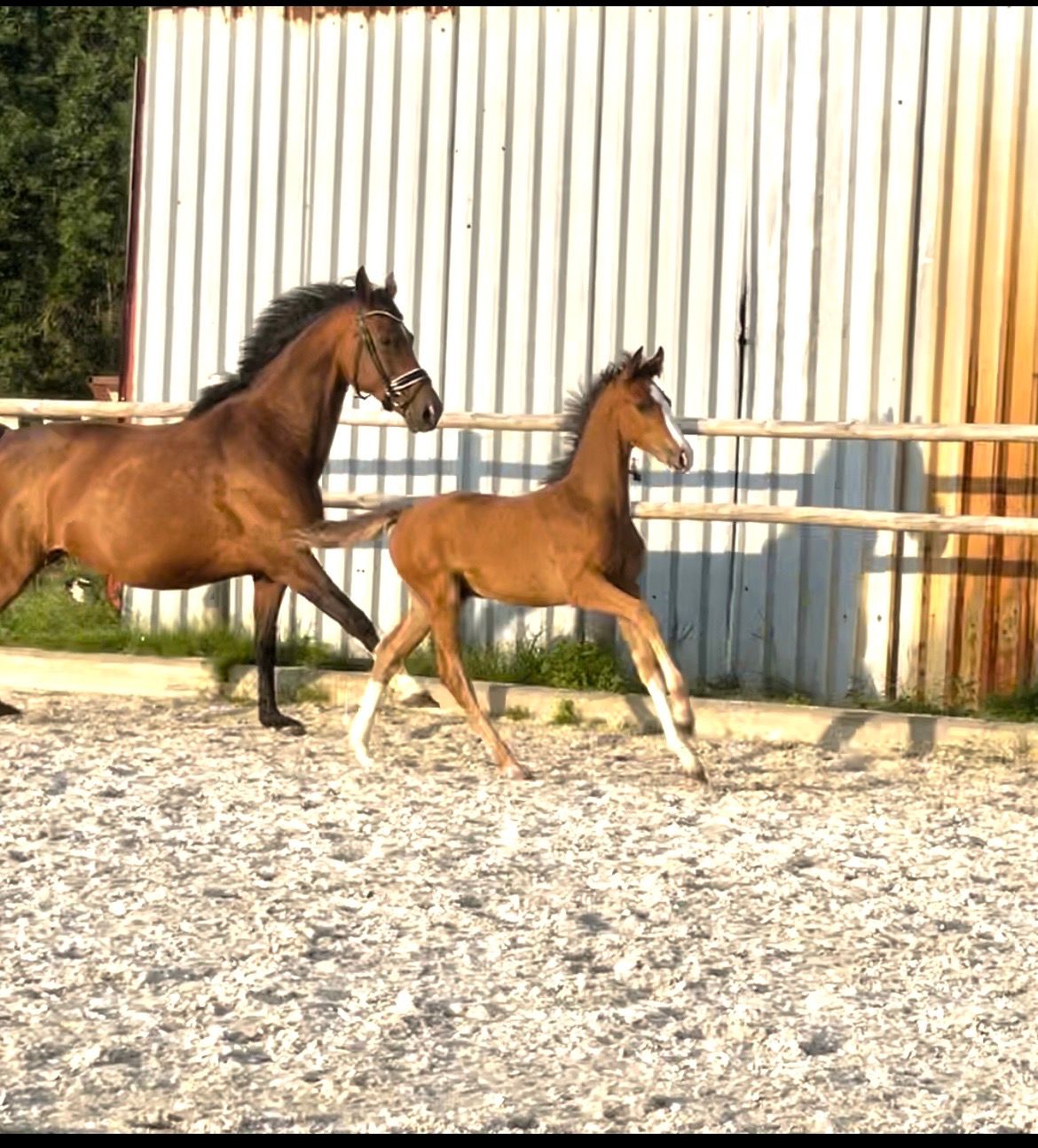 Colt foal by So You Can Dance
