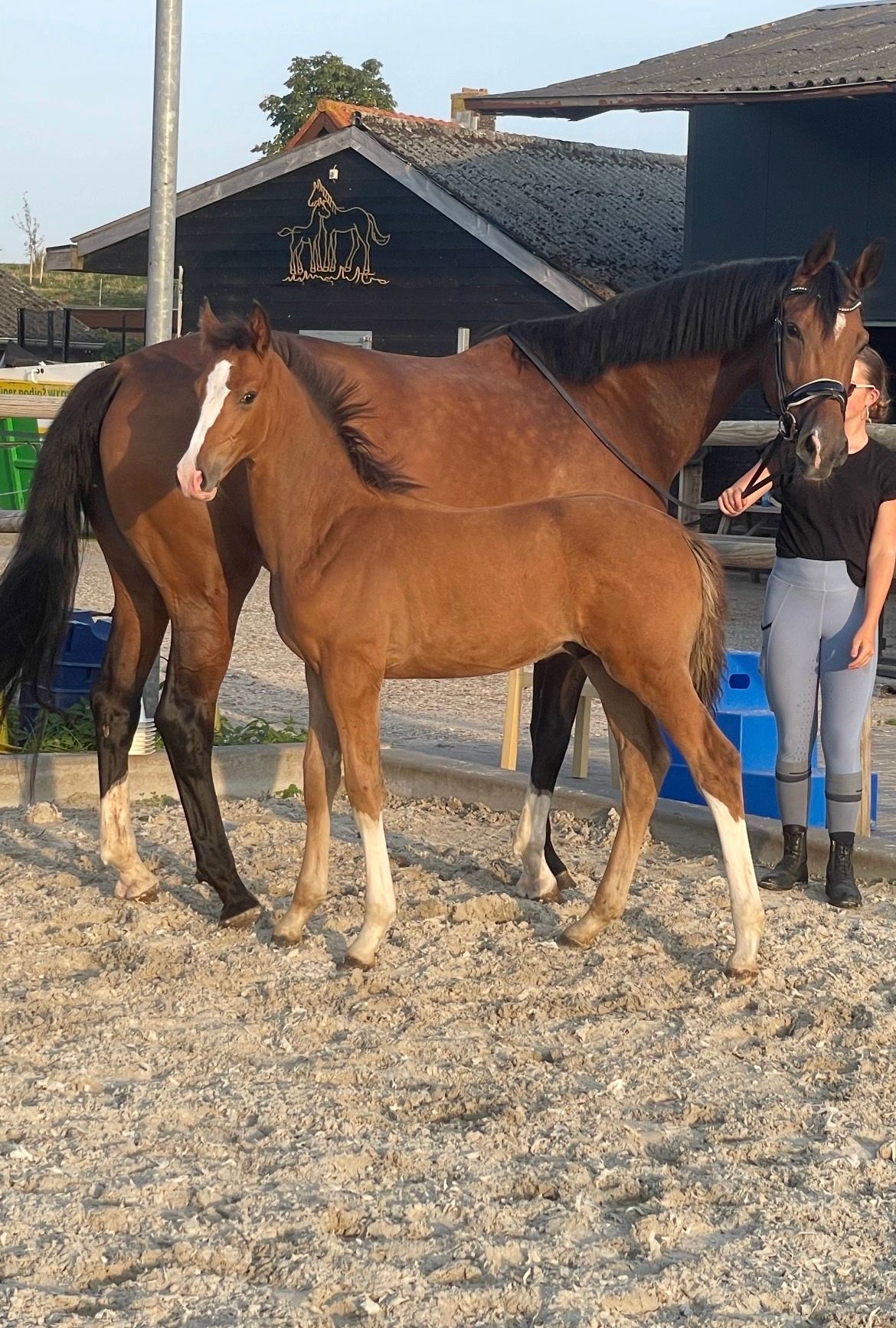 kwpn dressuurpaard hengst 0 years old bruin for sale - Photo 2