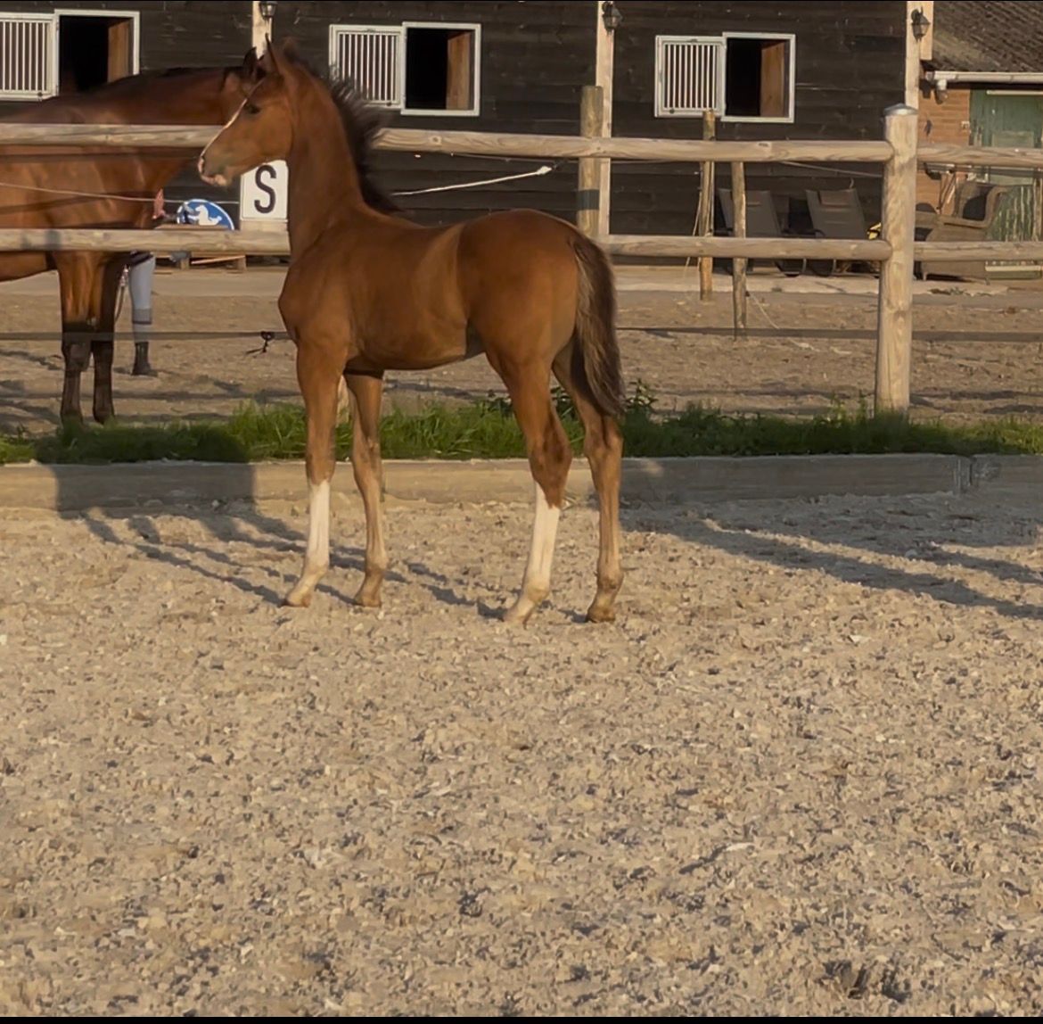 kwpn dressuurpaard hengst 0 years old bruin for sale - Photo 3