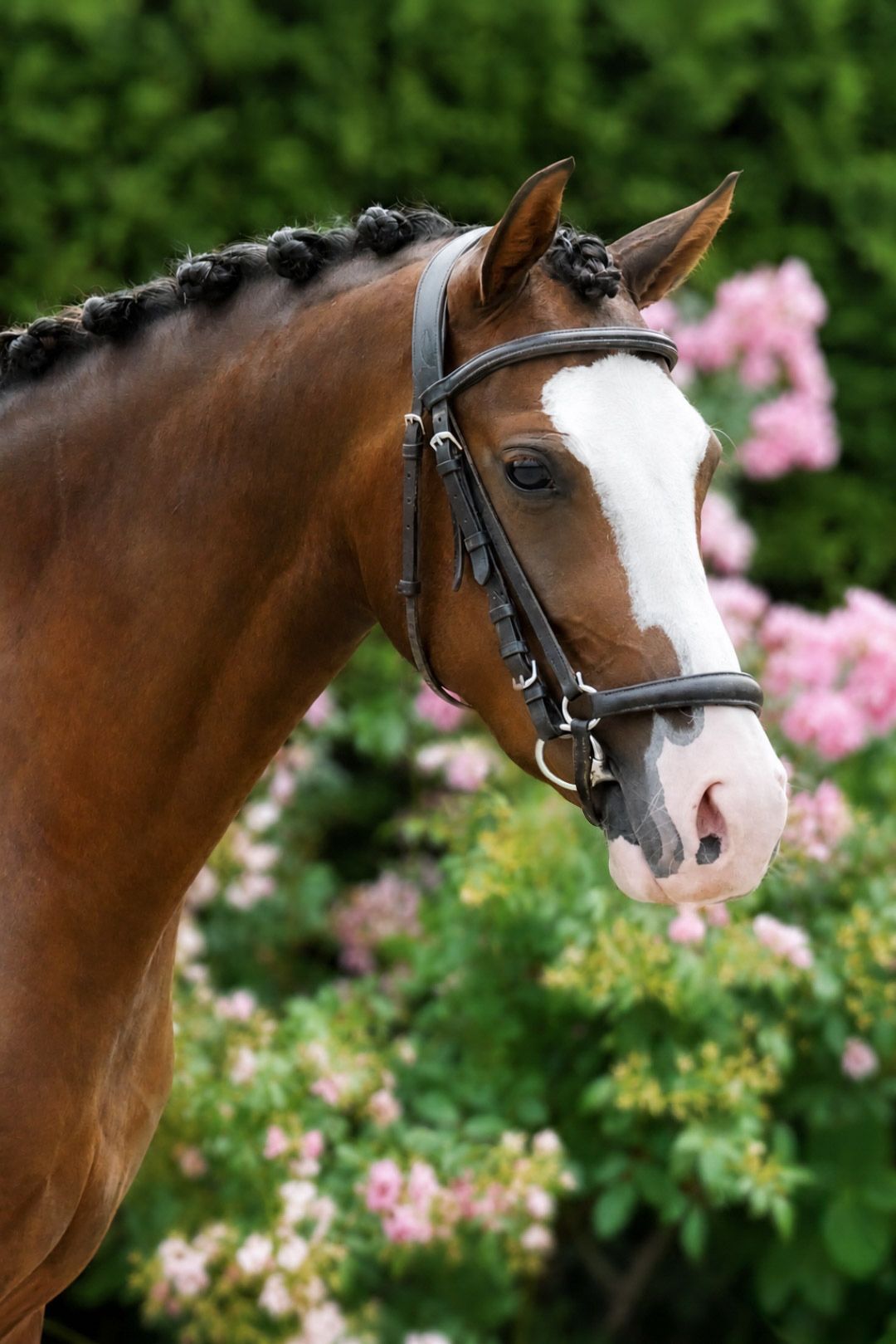 Super feines und liebes Pony 3 1/2 Jahre