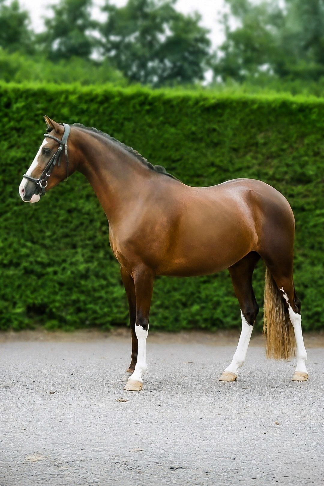 nrps allround-pony merrie 3 jaar andere-kleur te koop - Foto 6