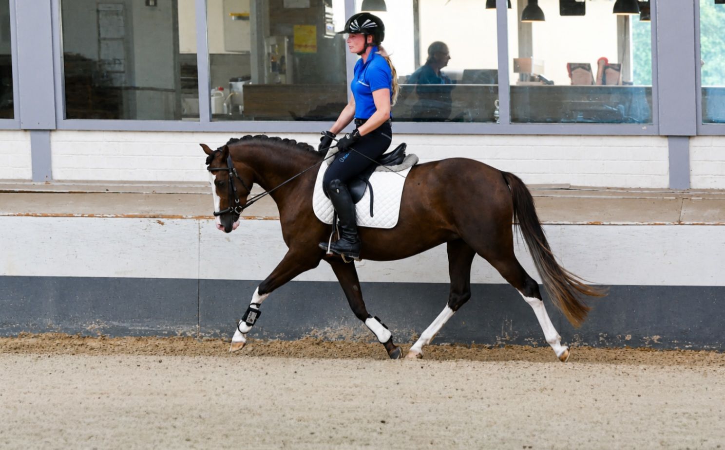 nrps allround-pony merrie 3 jaar andere-kleur te koop - Foto 3