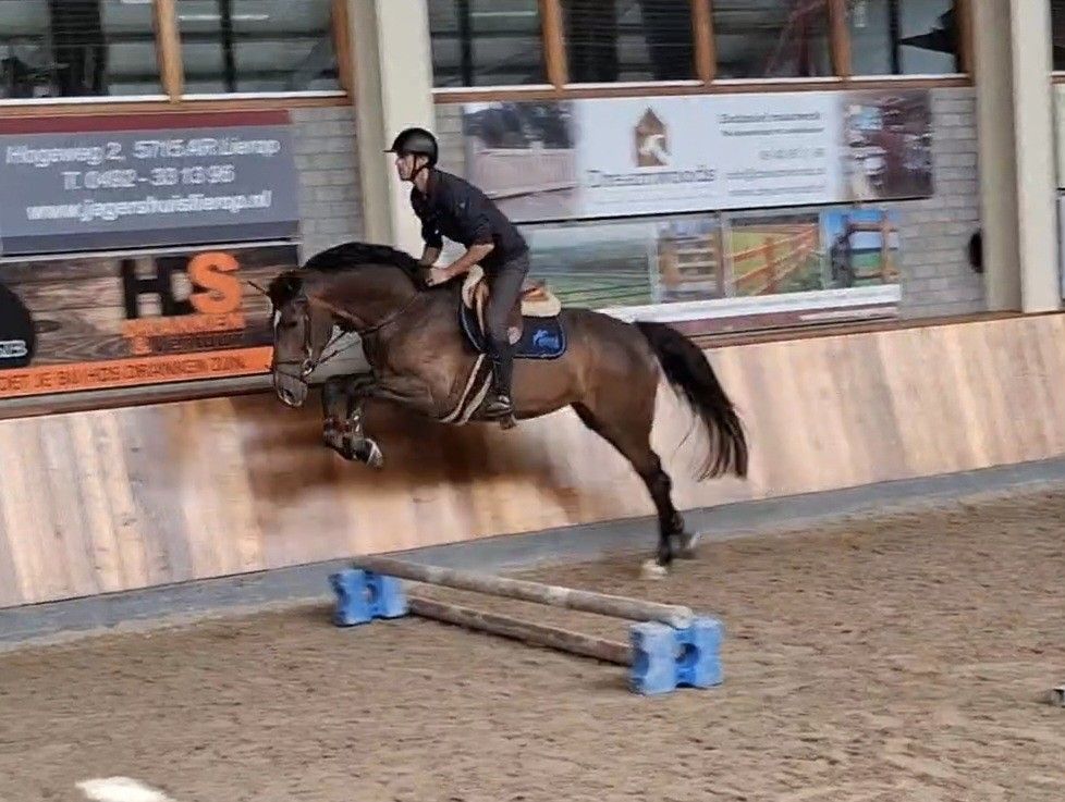 4-årig kvalitetsspringhest * Elegant * Van Gogh x Larino 1,67 m