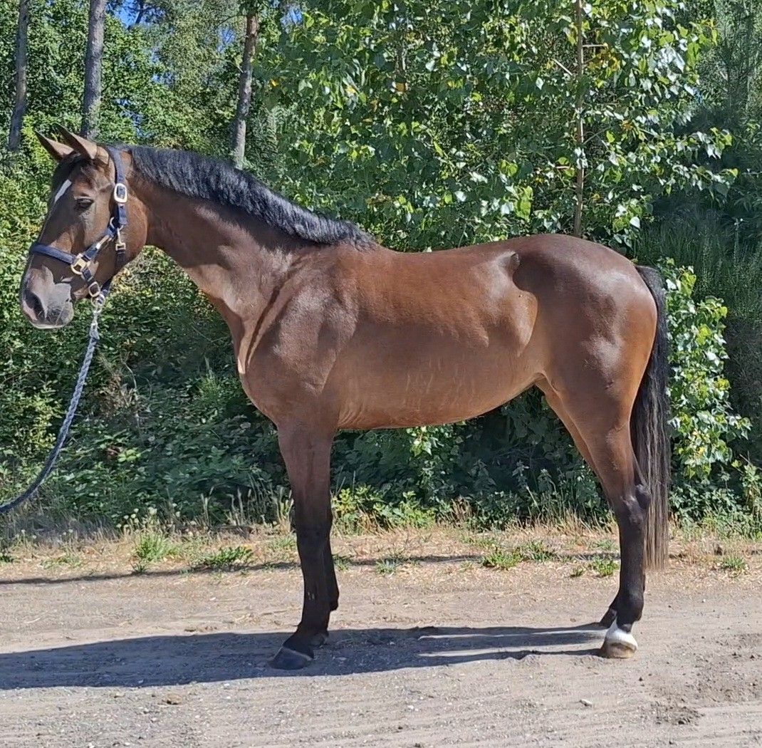 kwpn springpaard merrie 4 Jahre alt bruin zu verkaufen - Foto 2