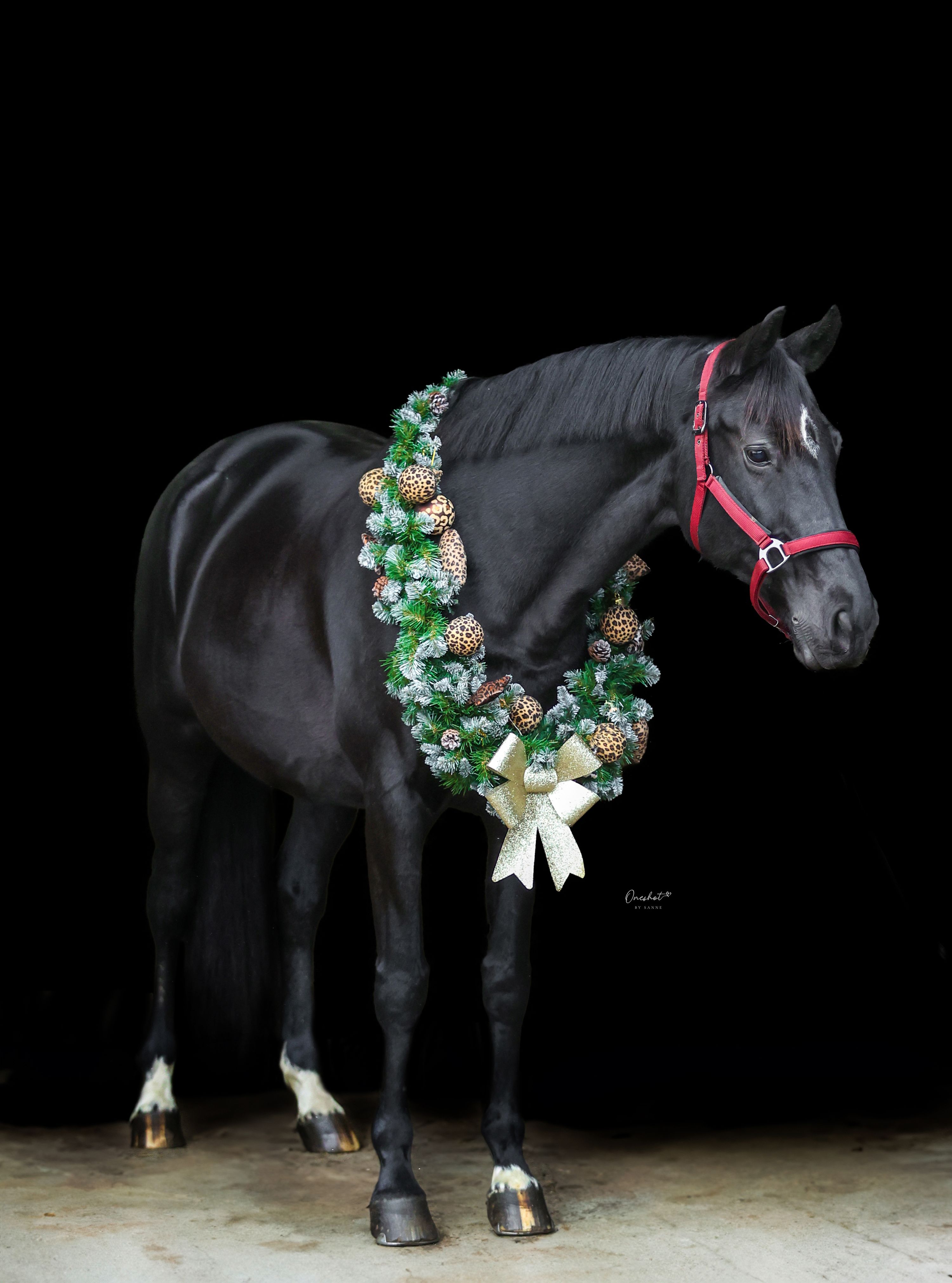 kwpn allrounder merrie 11 Jahre alt zwart zu verkaufen - Foto 5