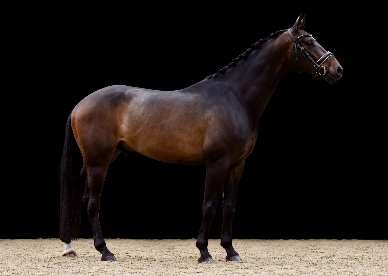 kwpn dressuurpaard ruin 6 years old donkerbruin for sale - Photo 3