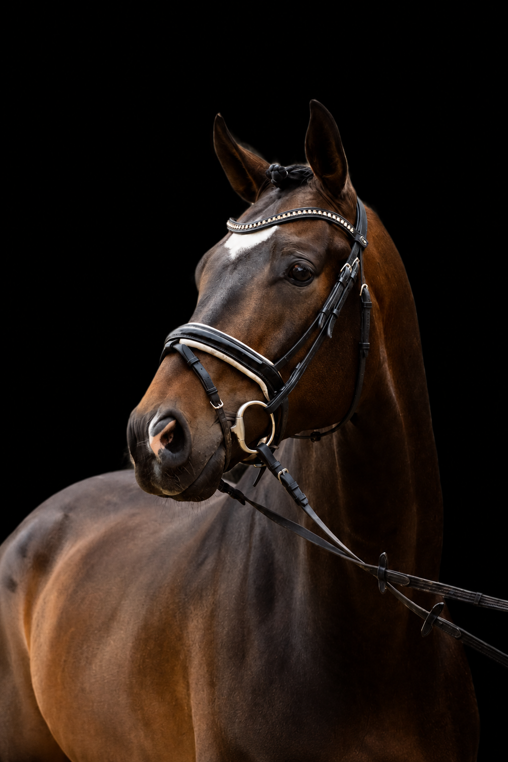 Talented Furst Dior x Johnson – 6 years – 1.76 m