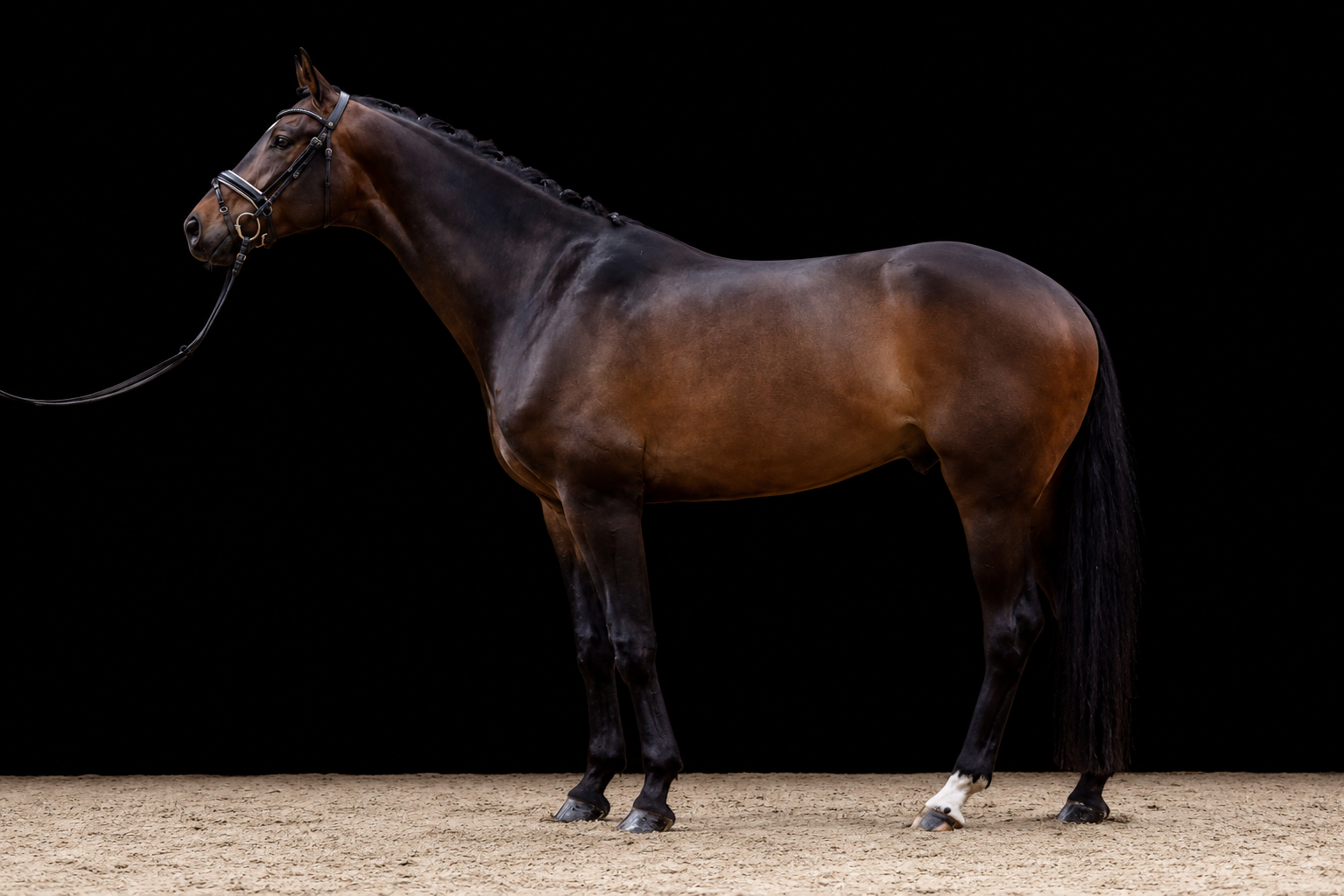 kwpn dressuurpaard ruin 6 years old donkerbruin for sale - Photo 4
