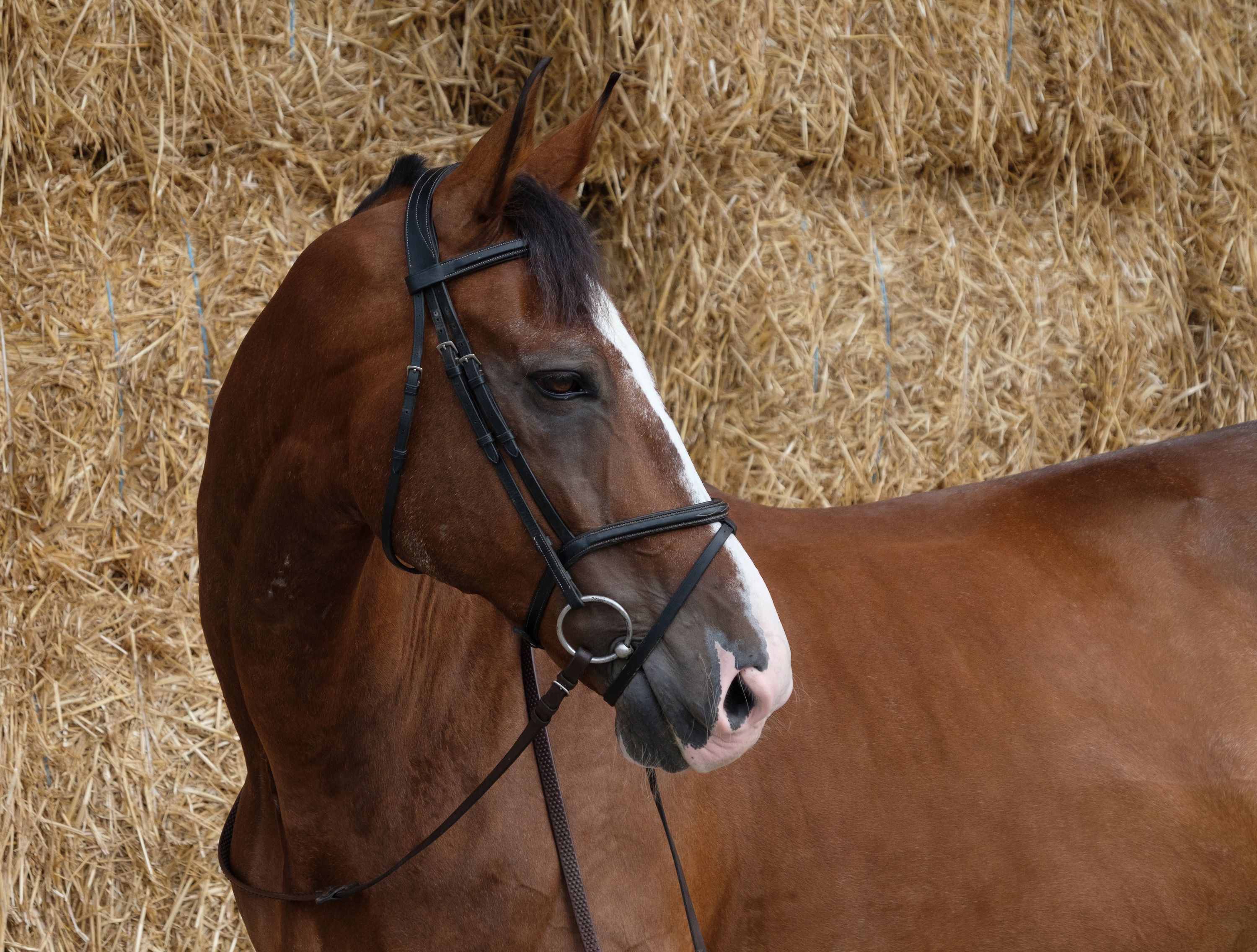 KWPN gelding dressage 15 years old - ideal schoolmaster