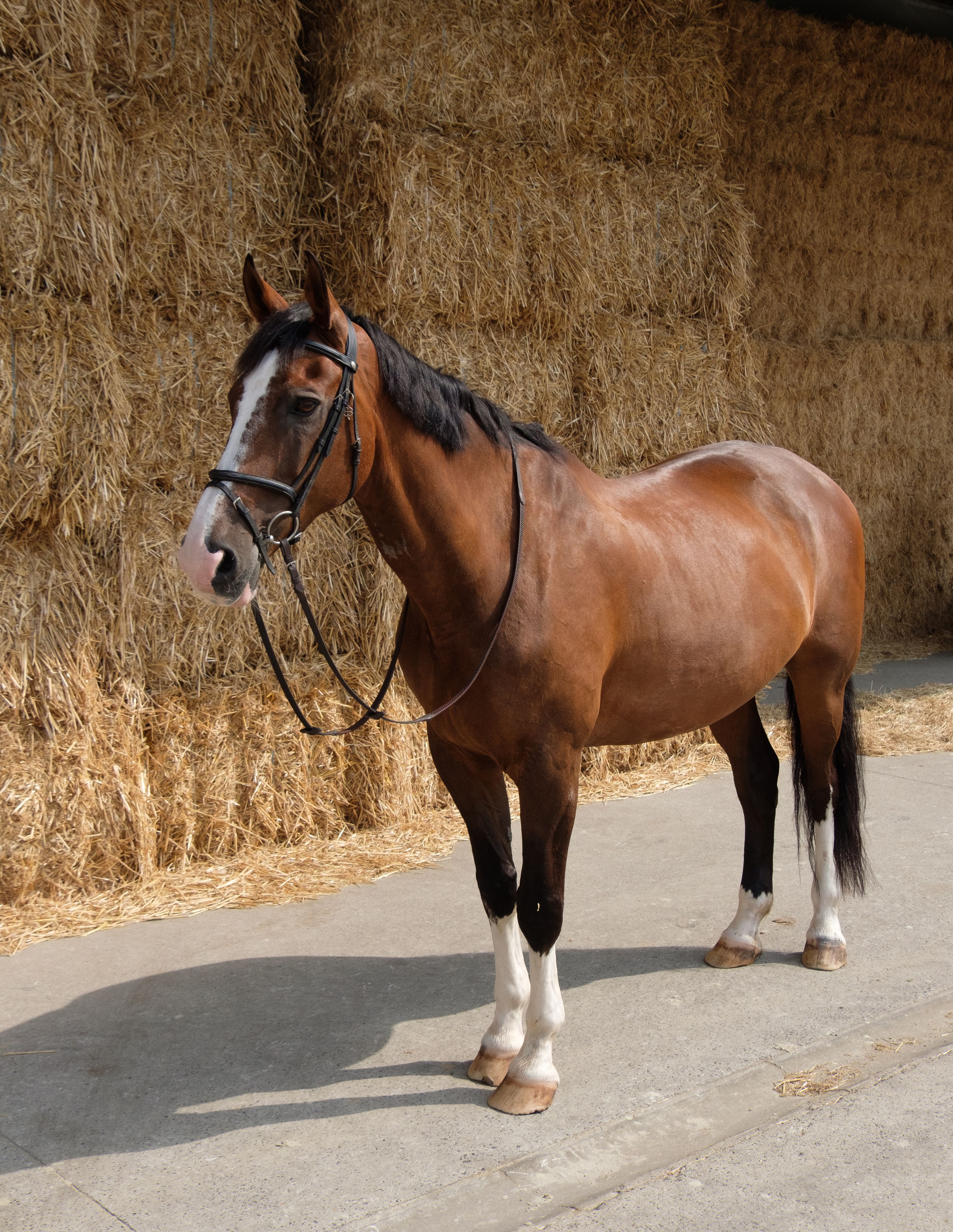 kwpn dressuurpaard ruin 15 years old bruin for sale - Photo 2