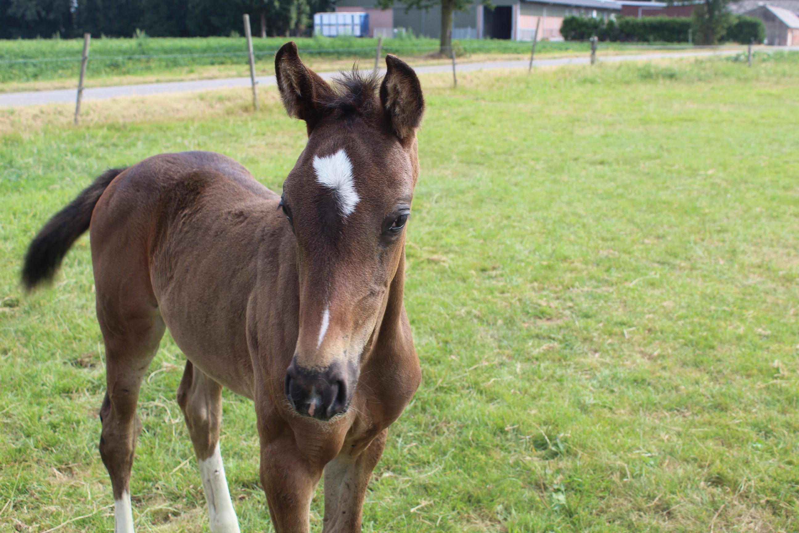 kwpn dressuurpaard merrie 0 vuotta donkerbruin myytävänä - Kuva 4