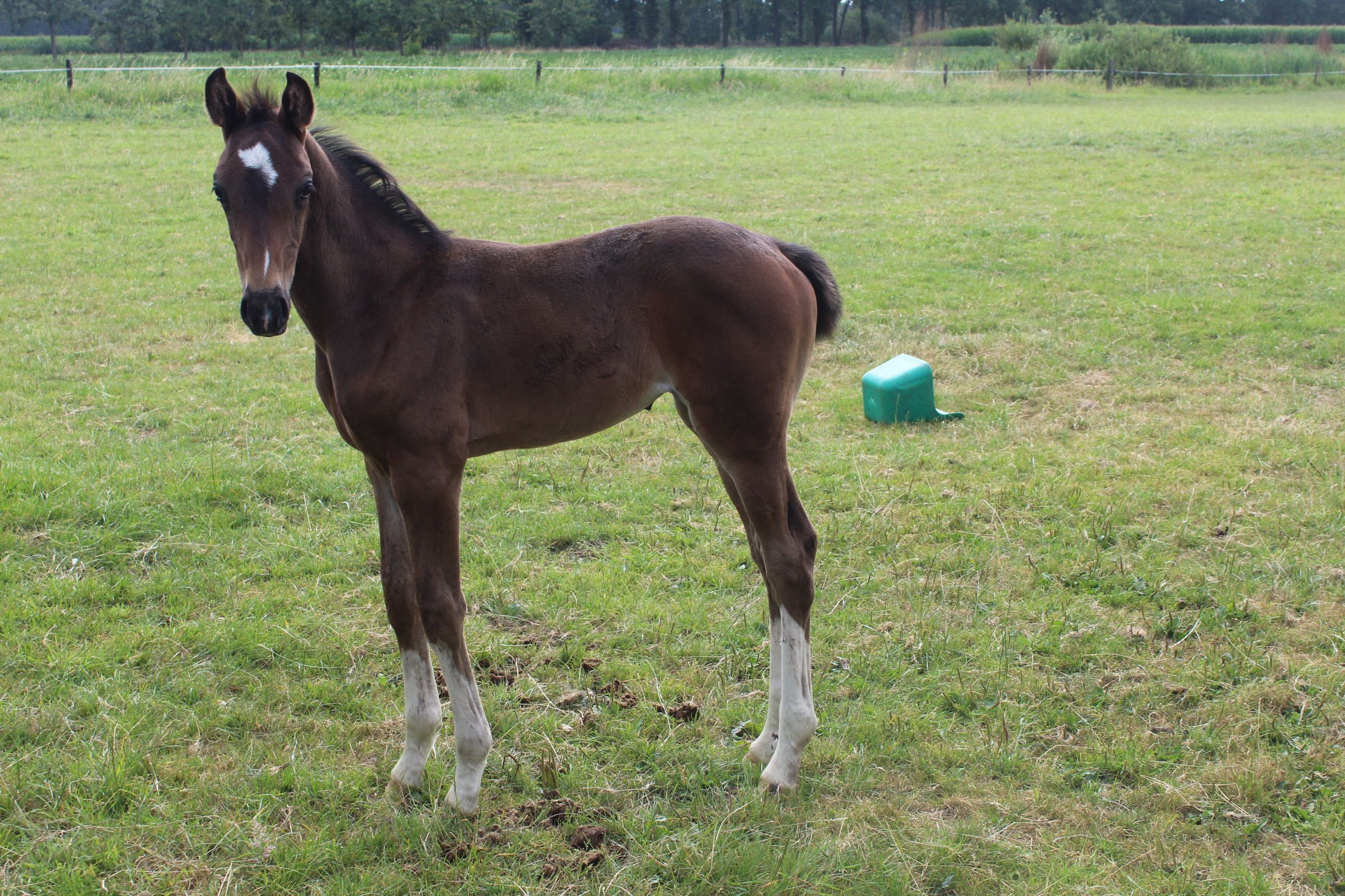 kwpn dressuurpaard merrie 0 vuotta donkerbruin myytävänä - Kuva 3